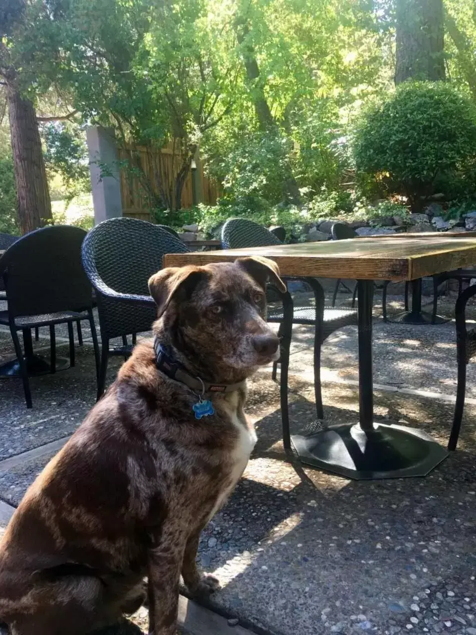 Pets in The Groveland Hotel