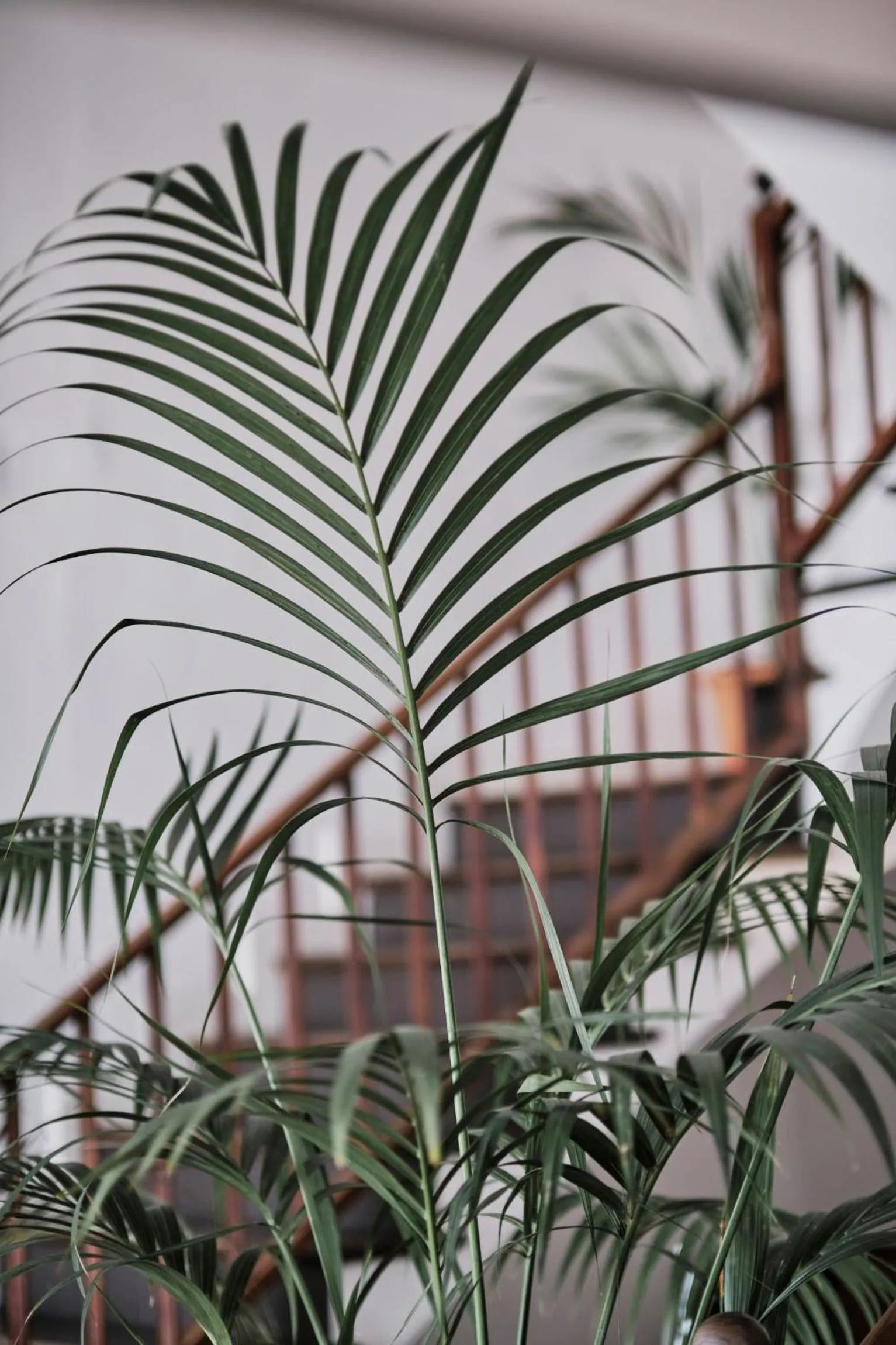 Lobby or reception in Prinsotel Mal Pas - Adults Only