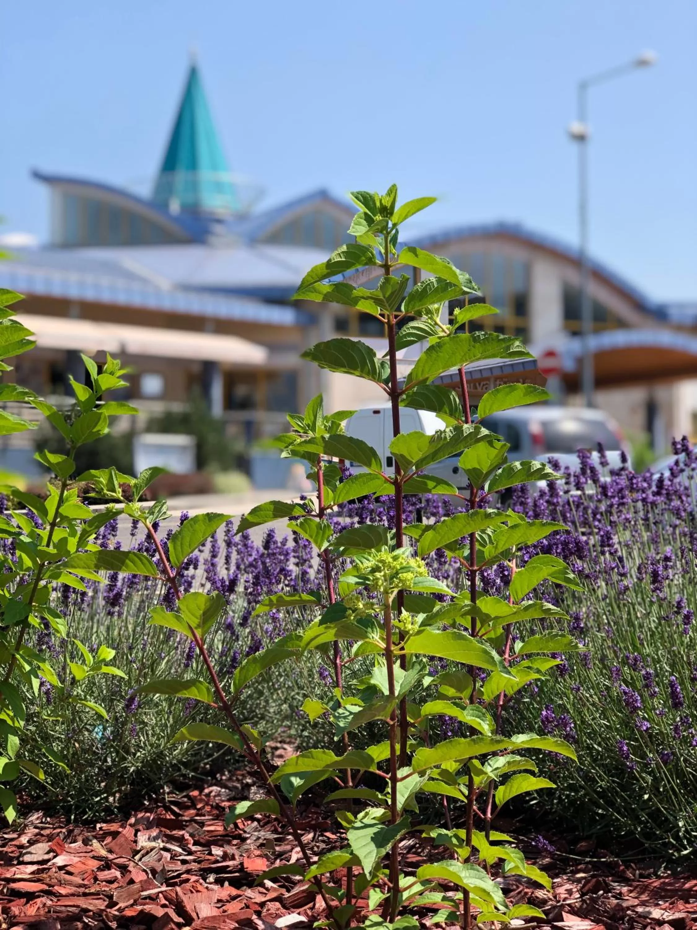 Spring in Harmónia Hotel Sárvár