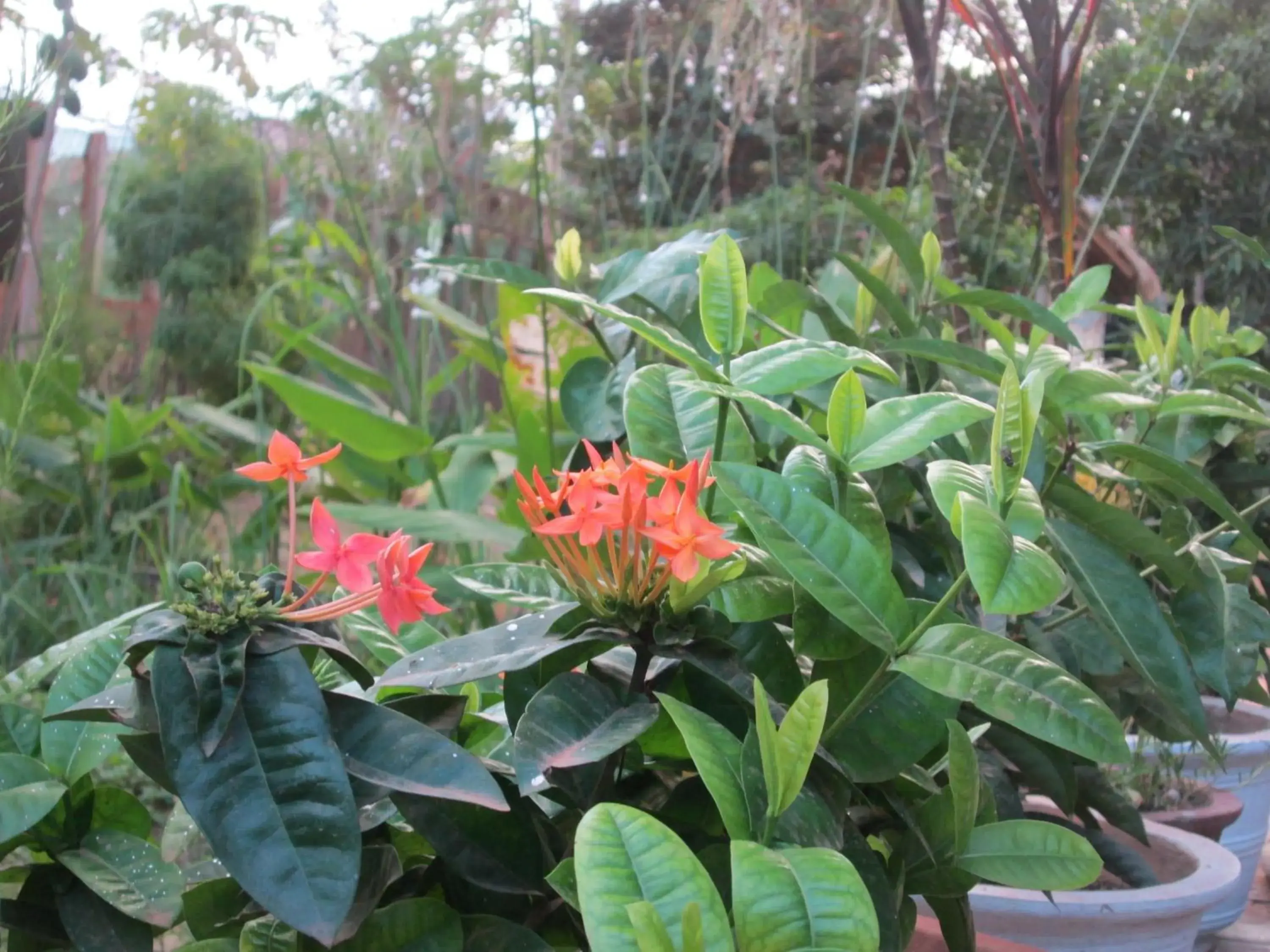 Garden view, Garden in Eco-Home