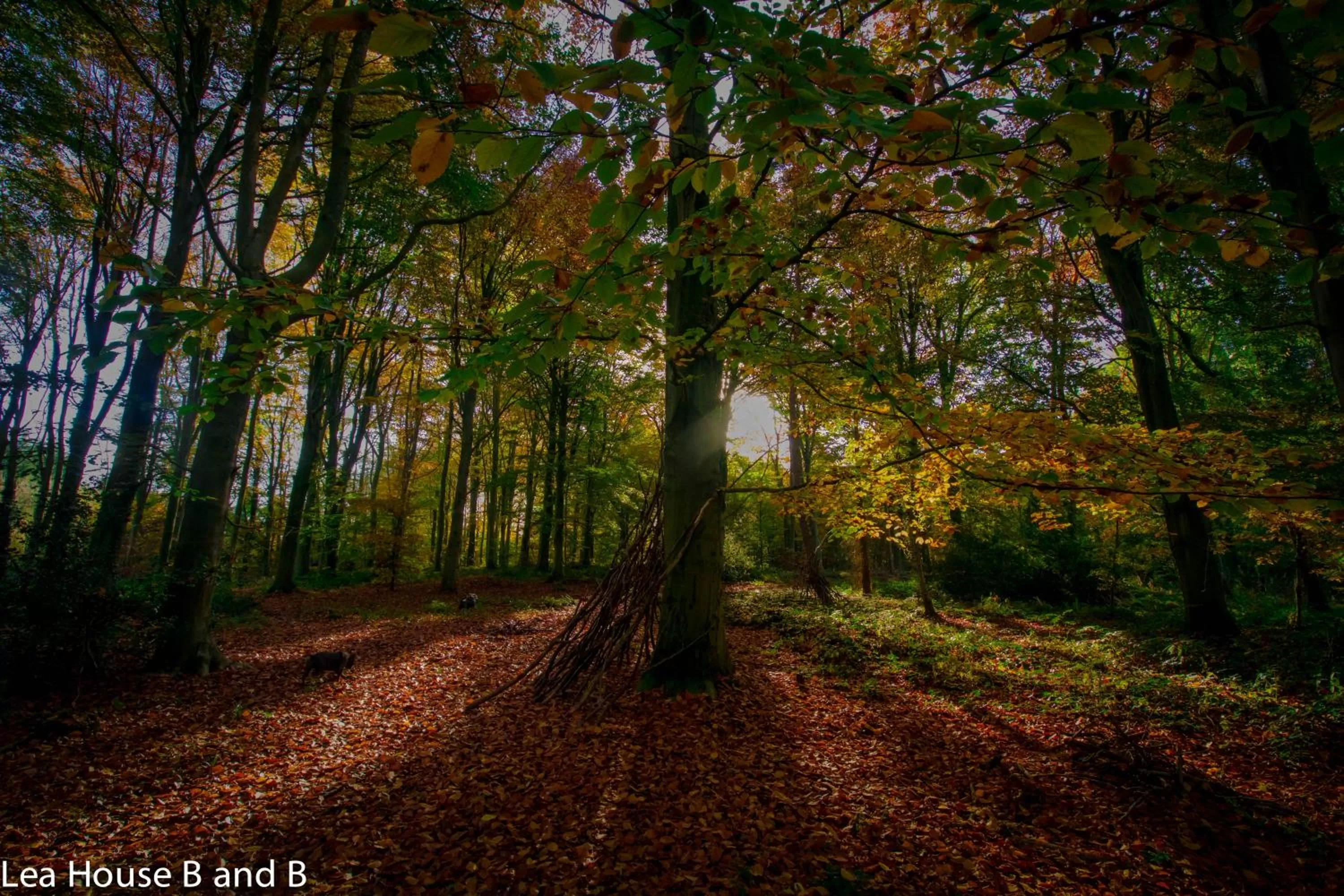 Spring in Lea House Bed and Breakfast