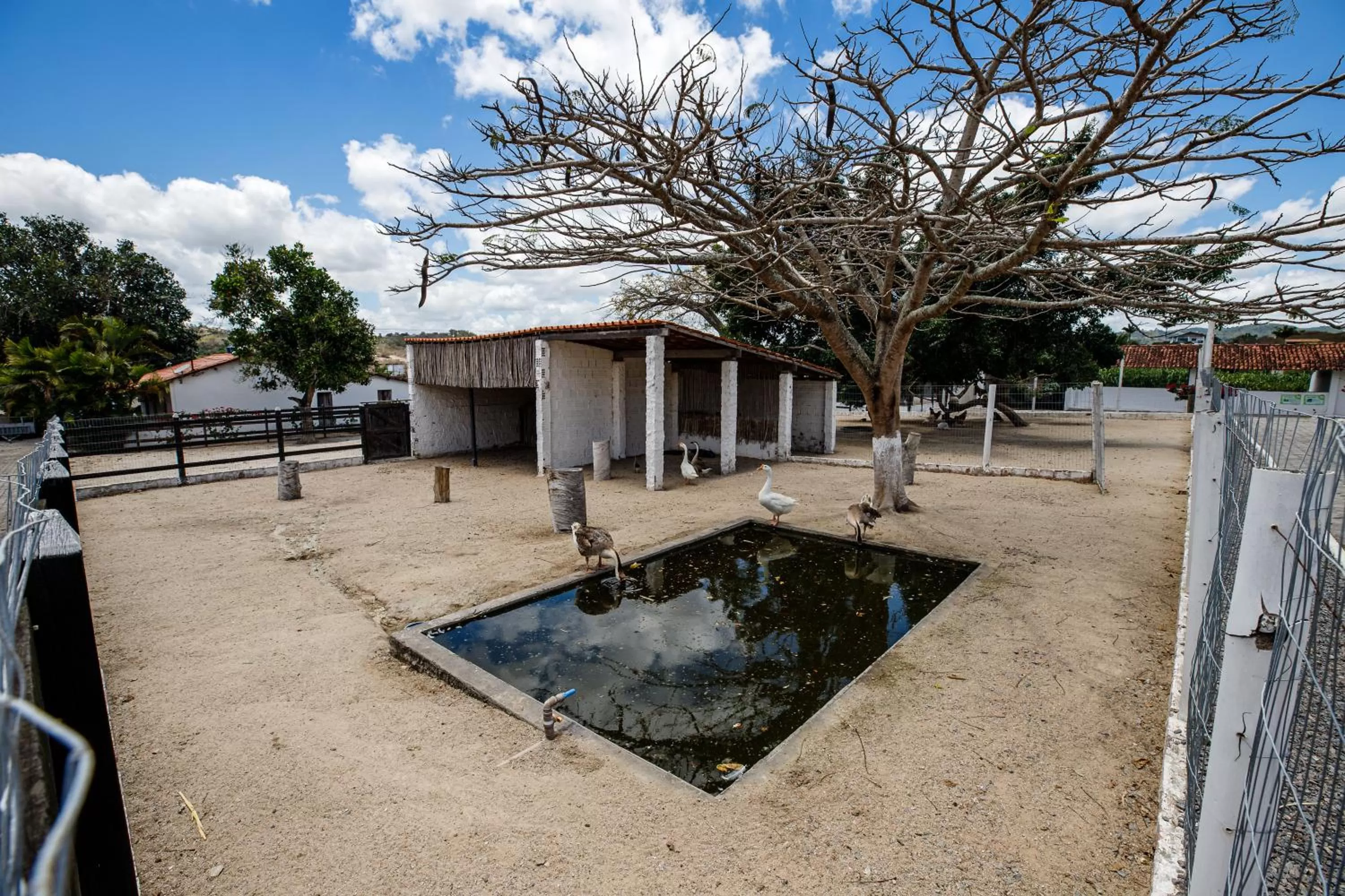 Animals in Villa Hípica Resort