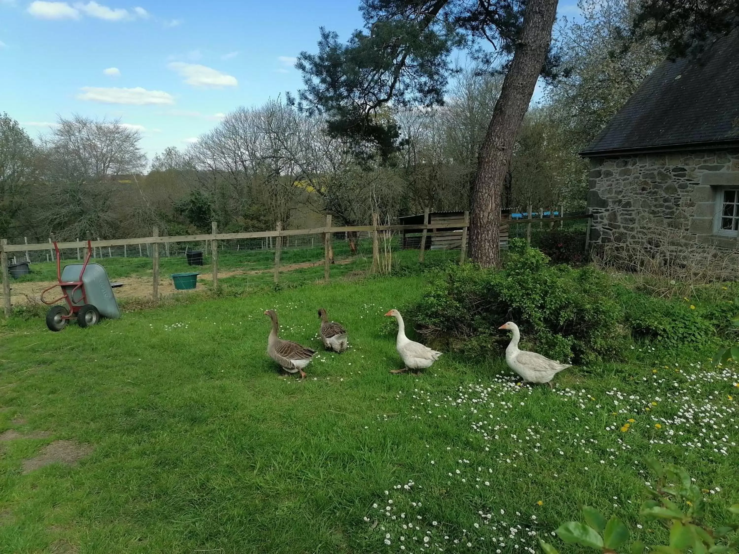 Garden, Other Animals in Frairie Du Divit