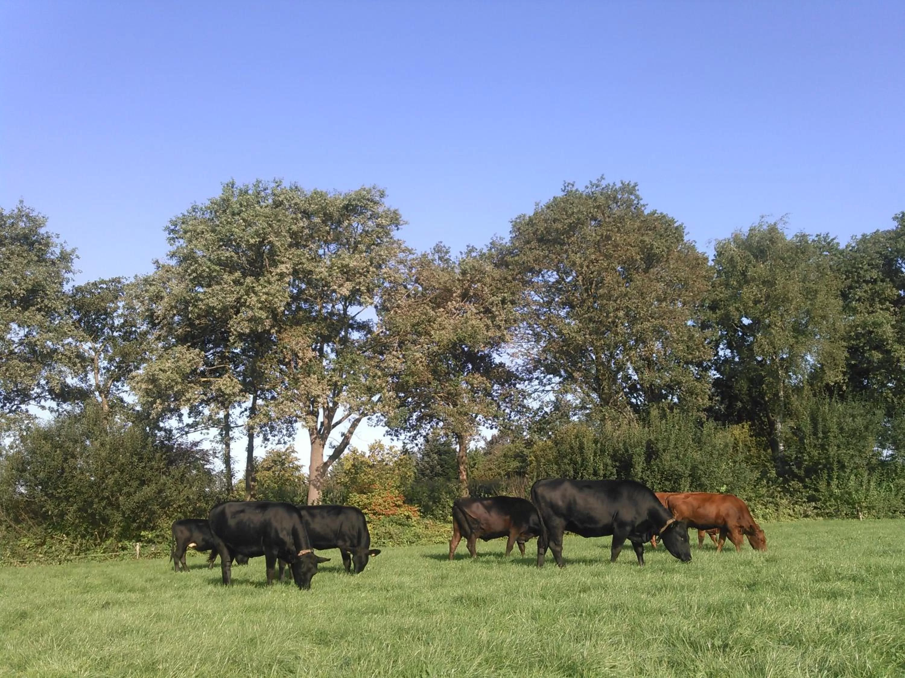 Animals, Other Animals in B&B In de Wei