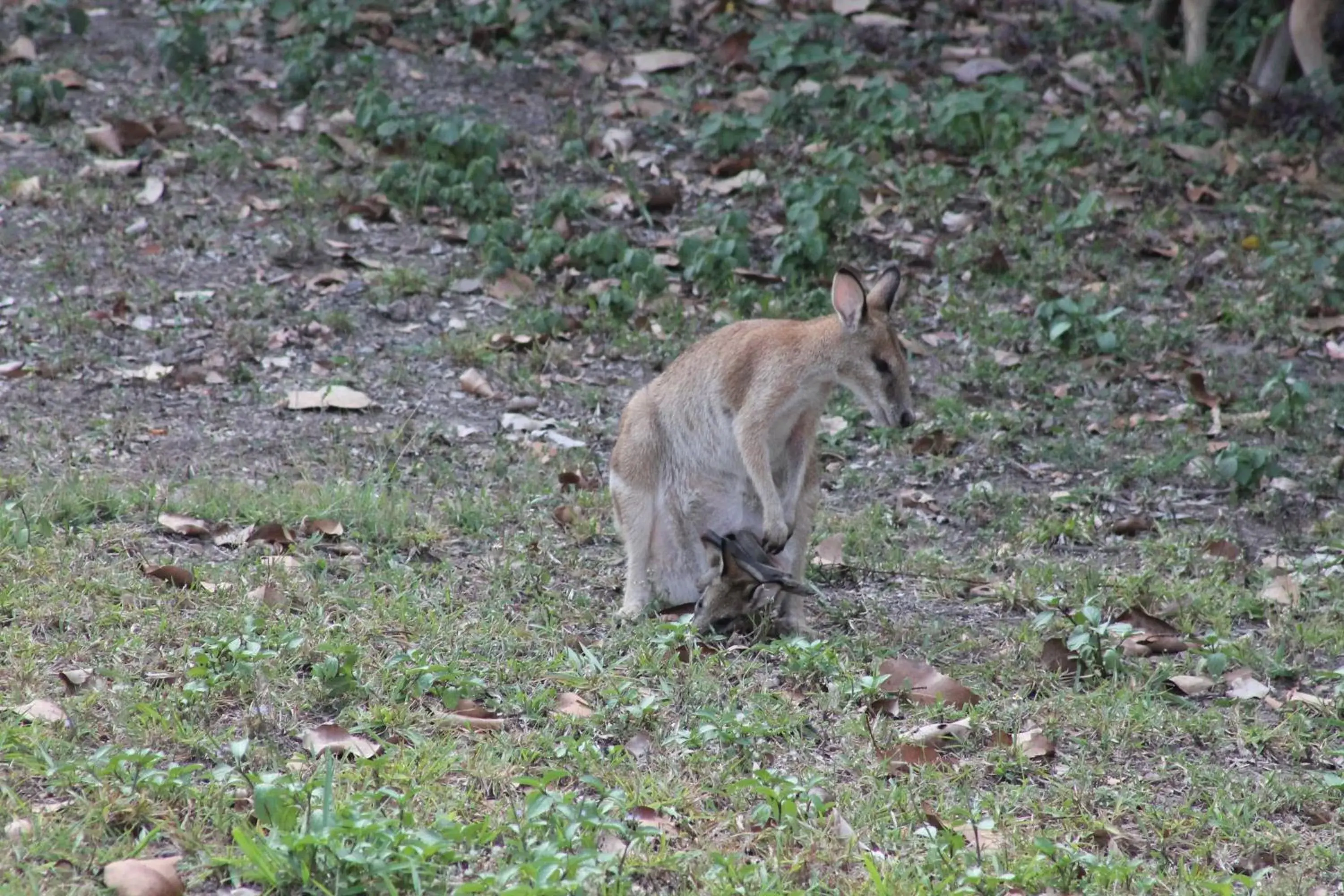 View (from property/room), Other Animals in Airlie Beach Eco Cabins - Adults Only