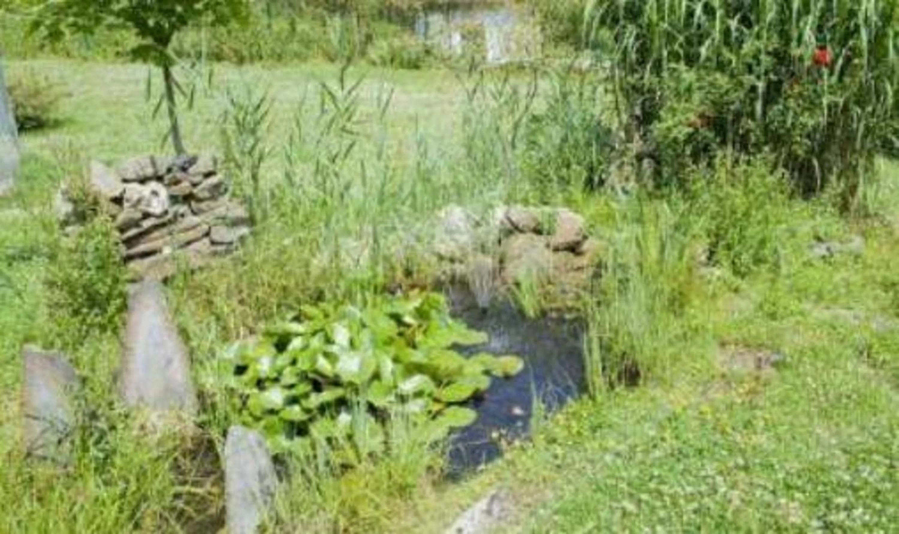 Natural landscape in Hotel Haus Hohenstein