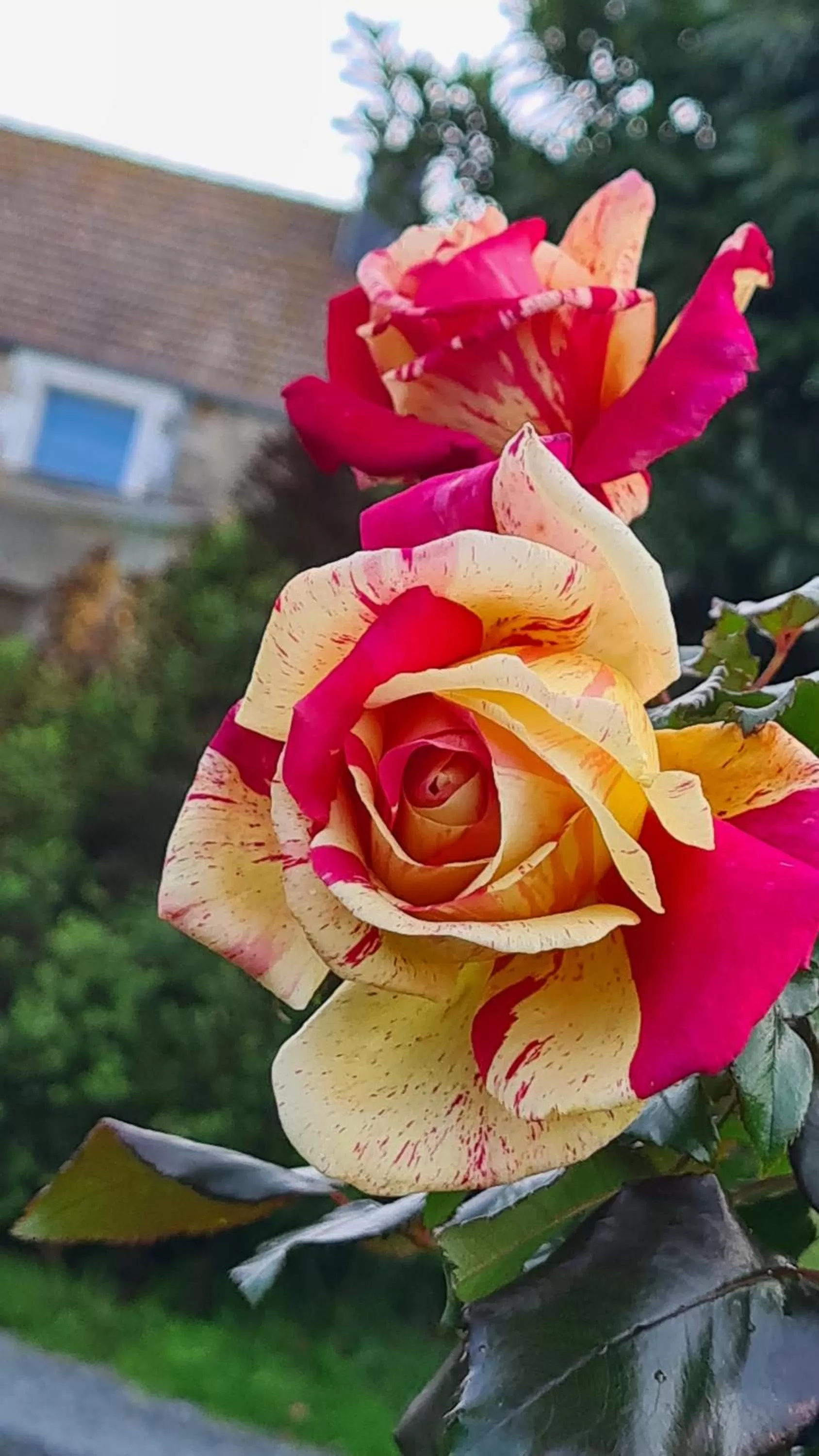 Garden in lesroses1680