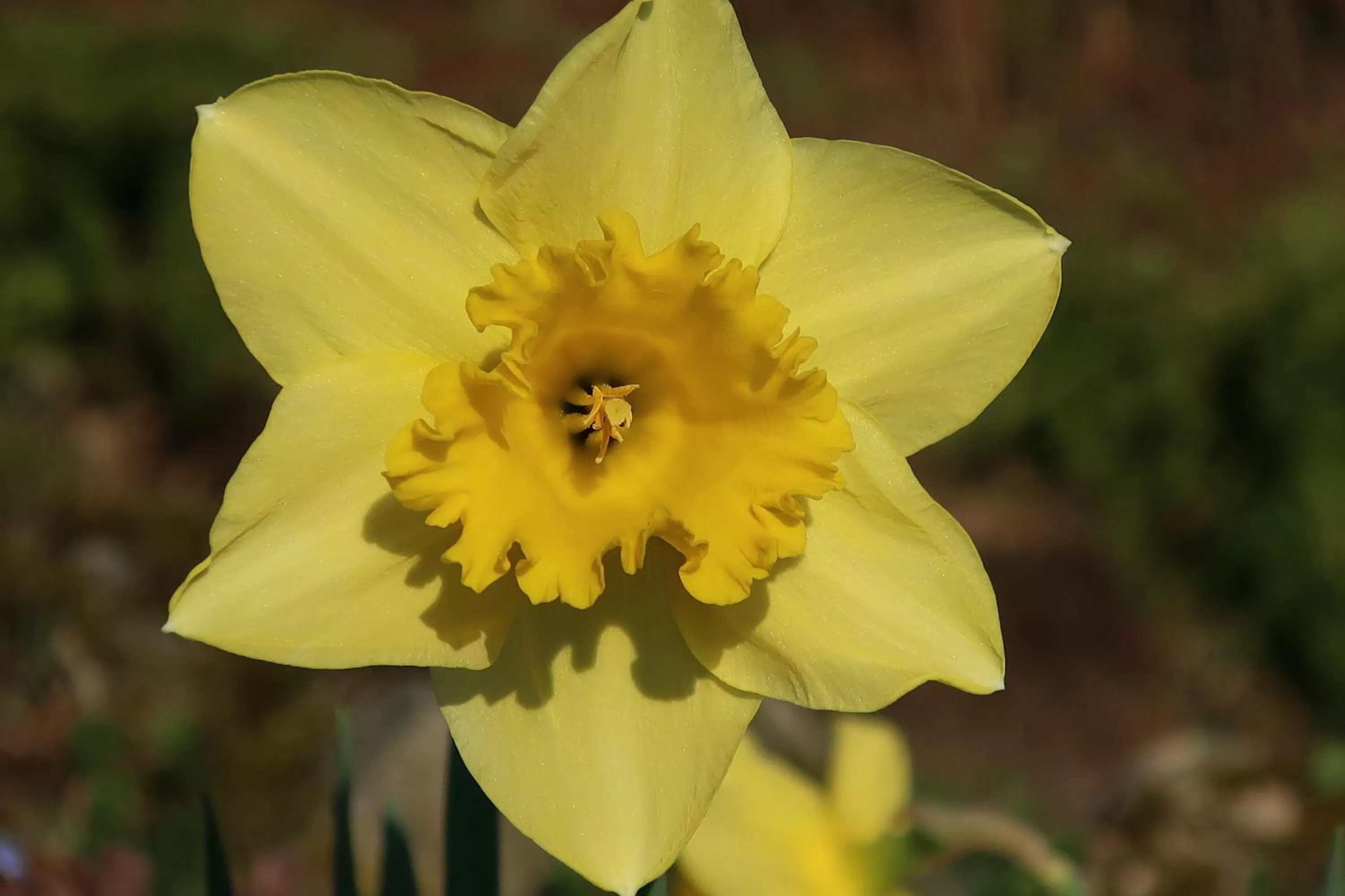 Spring in chambres d'hôtes le Chêne