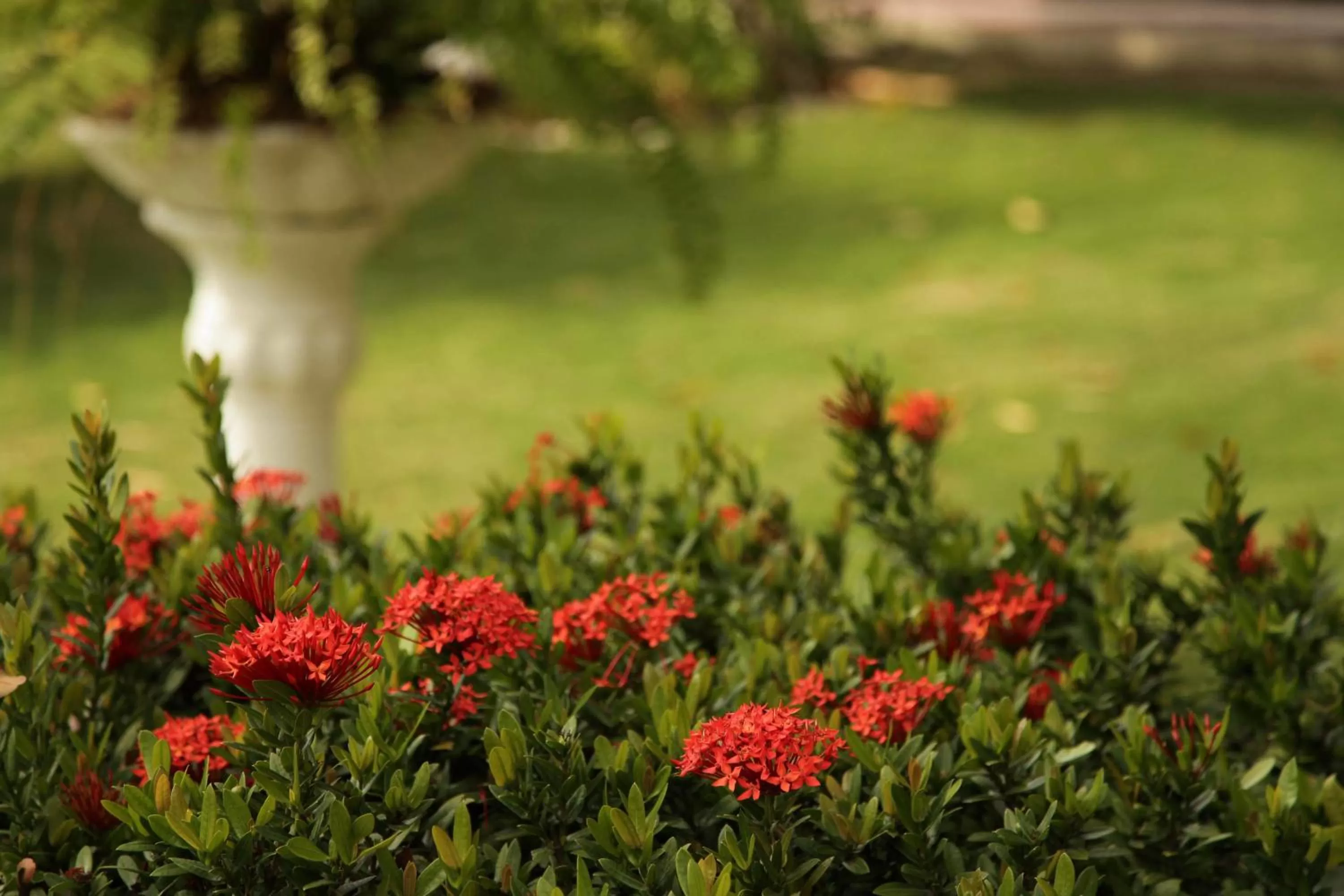 Garden in Hotel Jardim