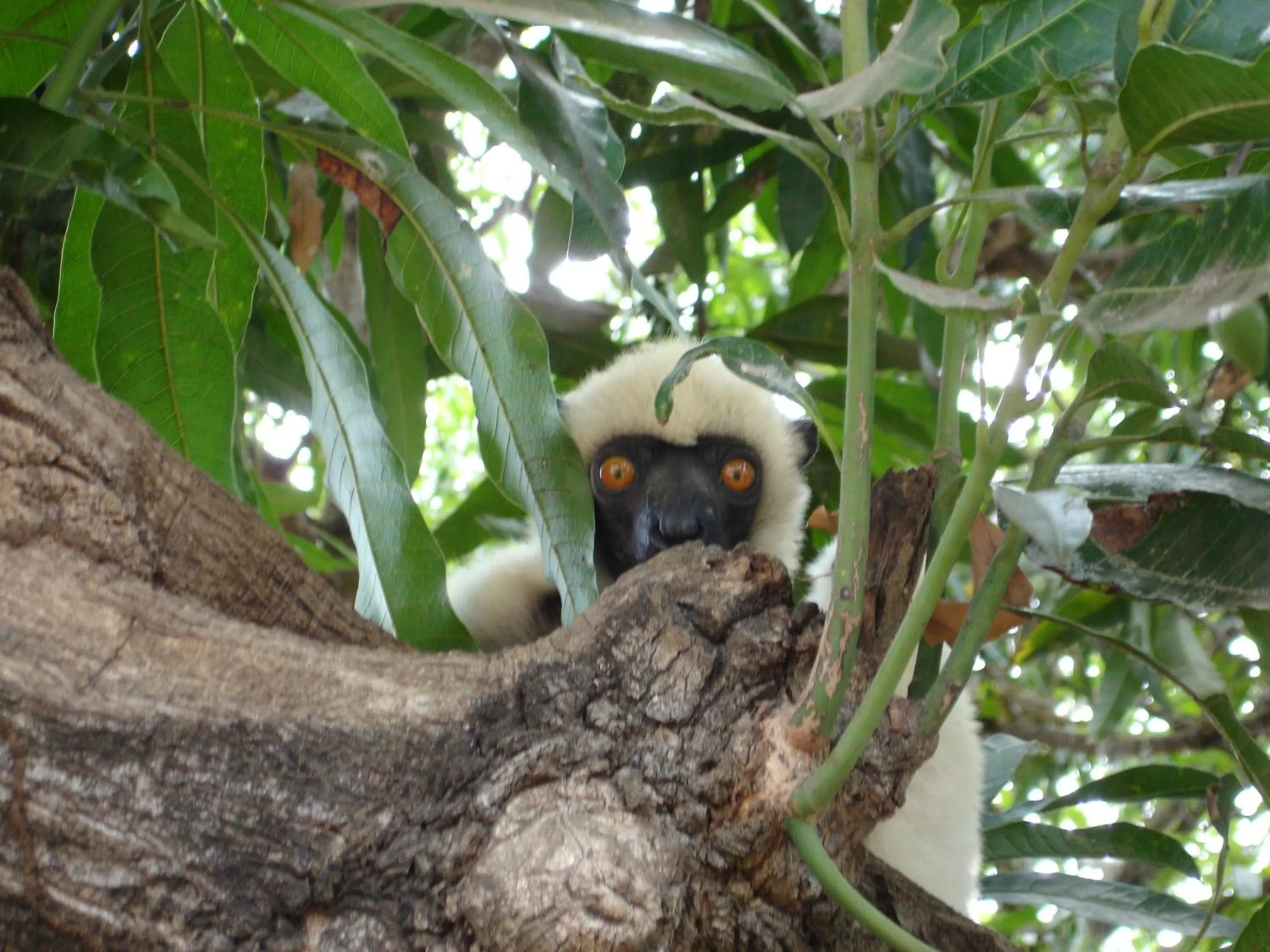 Animals in Hôtel Restaurant Coco Lodge Majunga