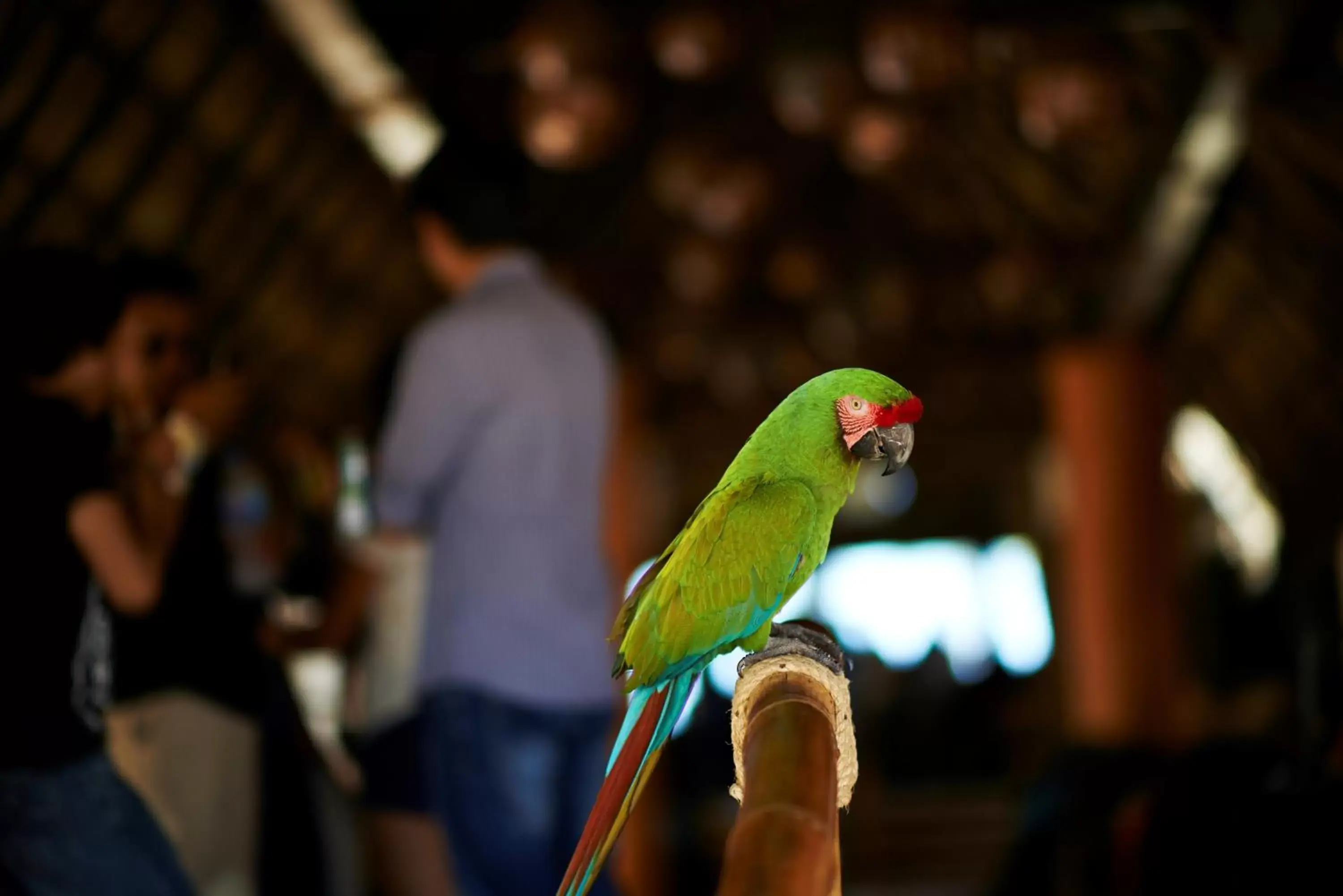 Other, Other Animals in Las Palmas by the Sea All Inclusive