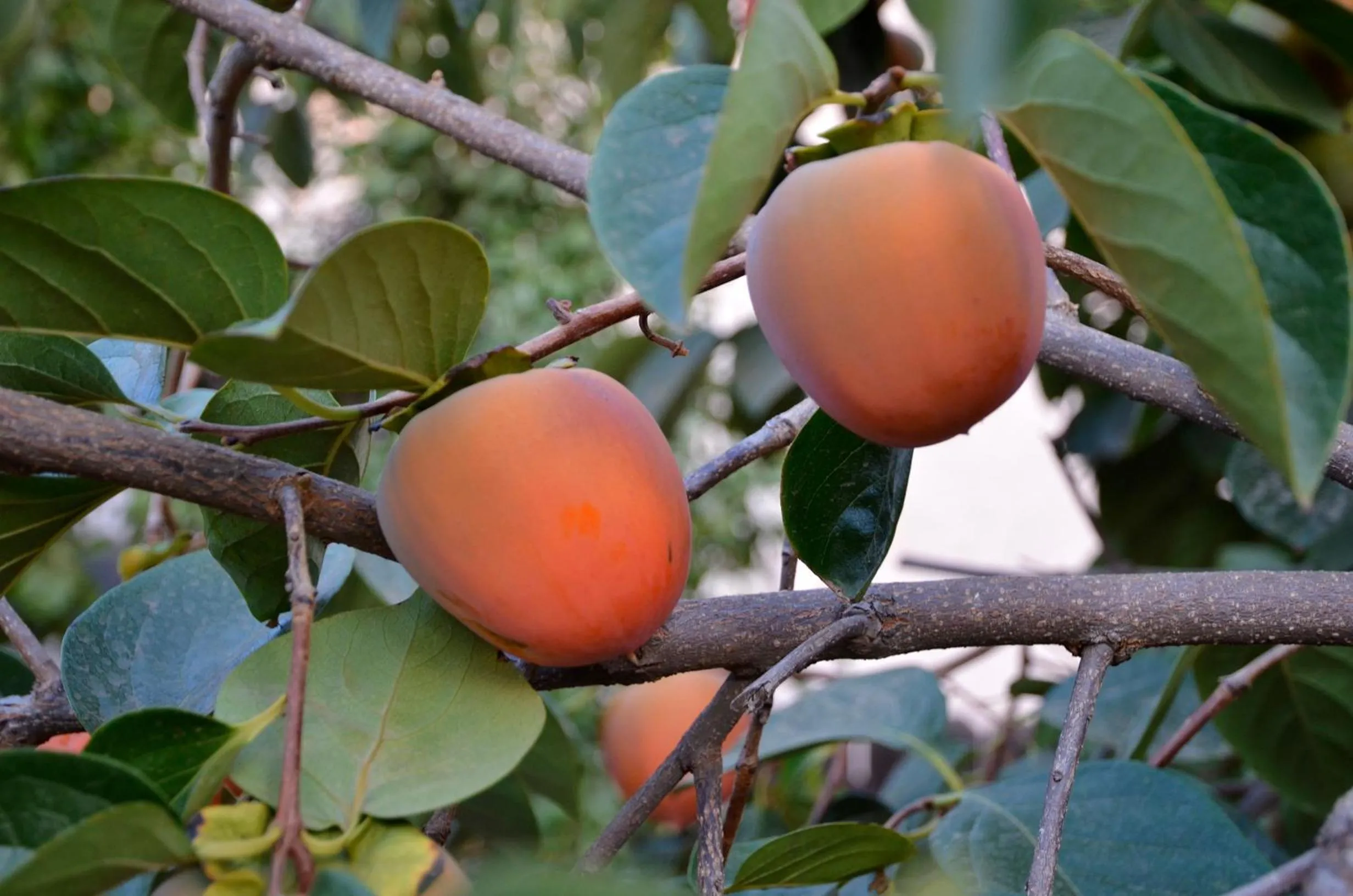 Other in Garden Inn and Suites Fresno