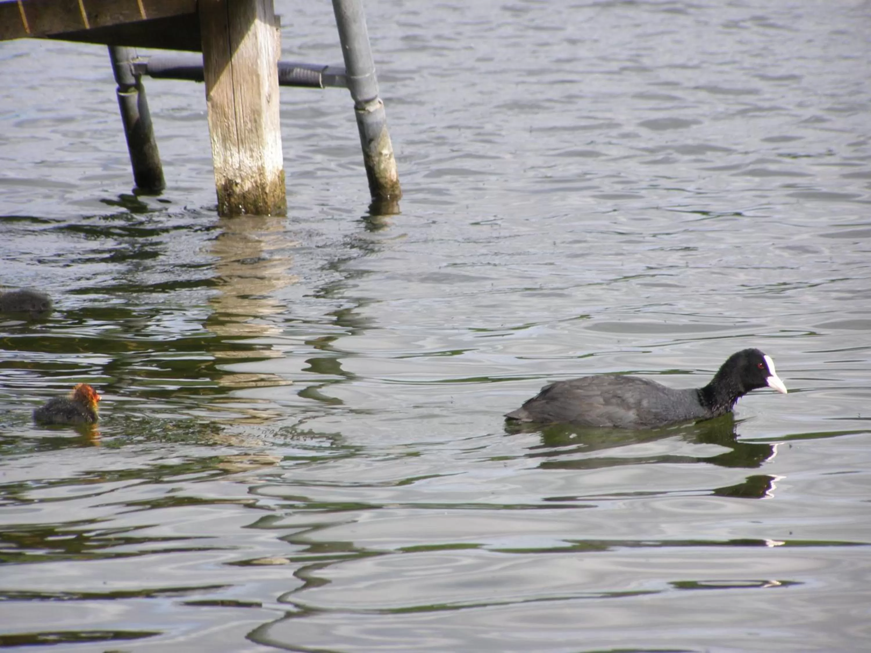Animals in Hotel Fährhaus Niederkleveez
