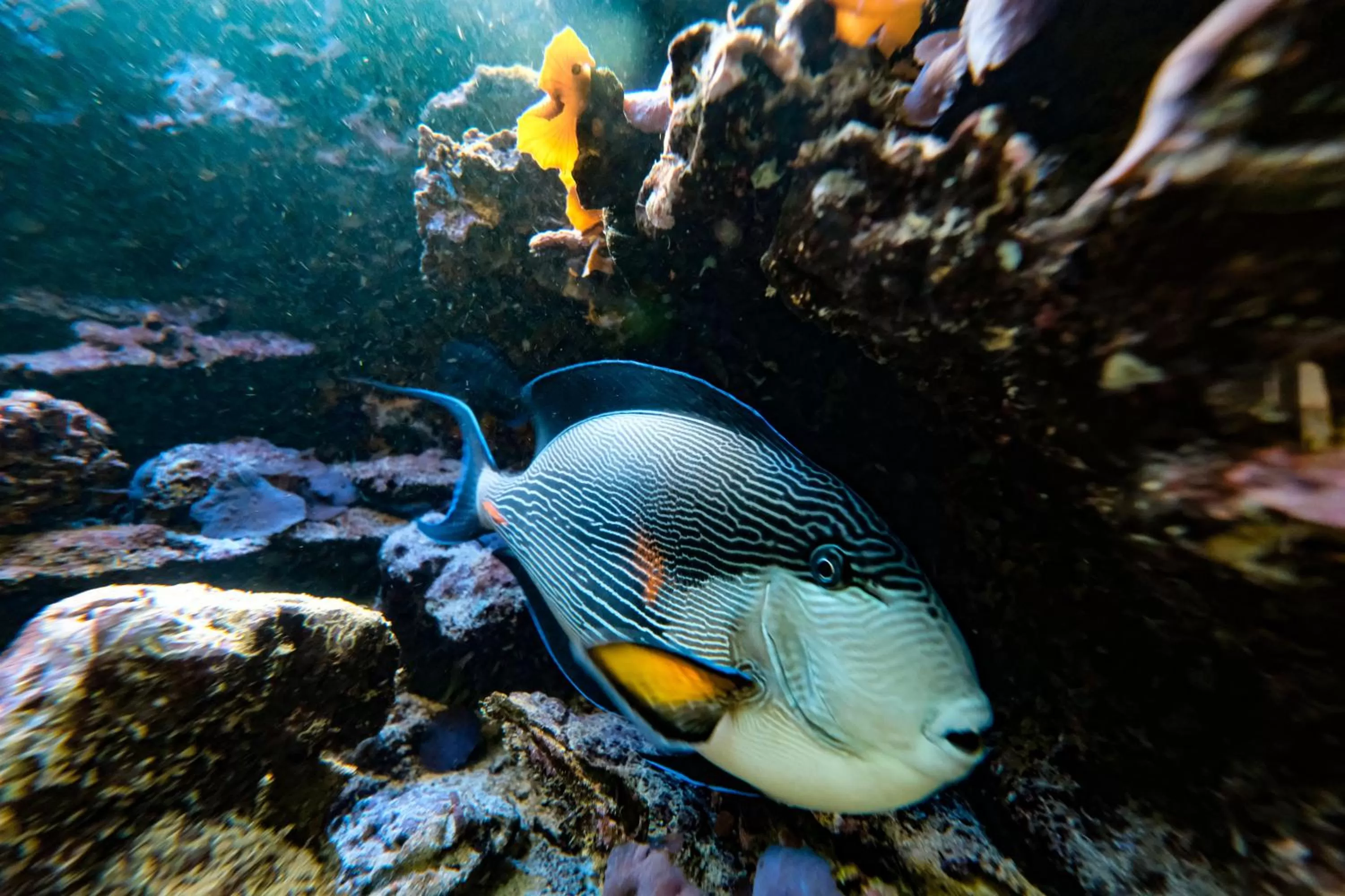 Restaurant/places to eat in Hotel Klosterhof