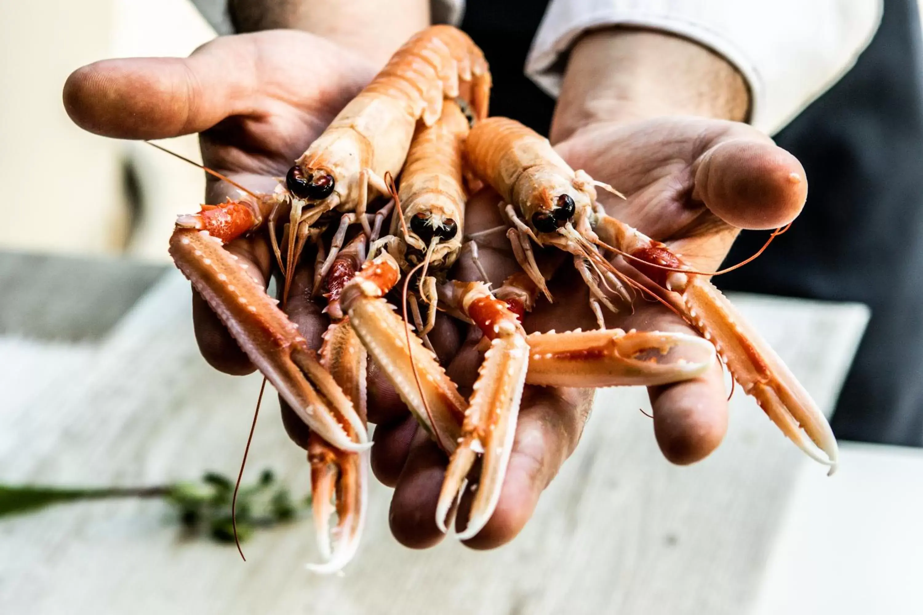 Lunch, Other Animals in UNAHOTELS T Hotel Cagliari