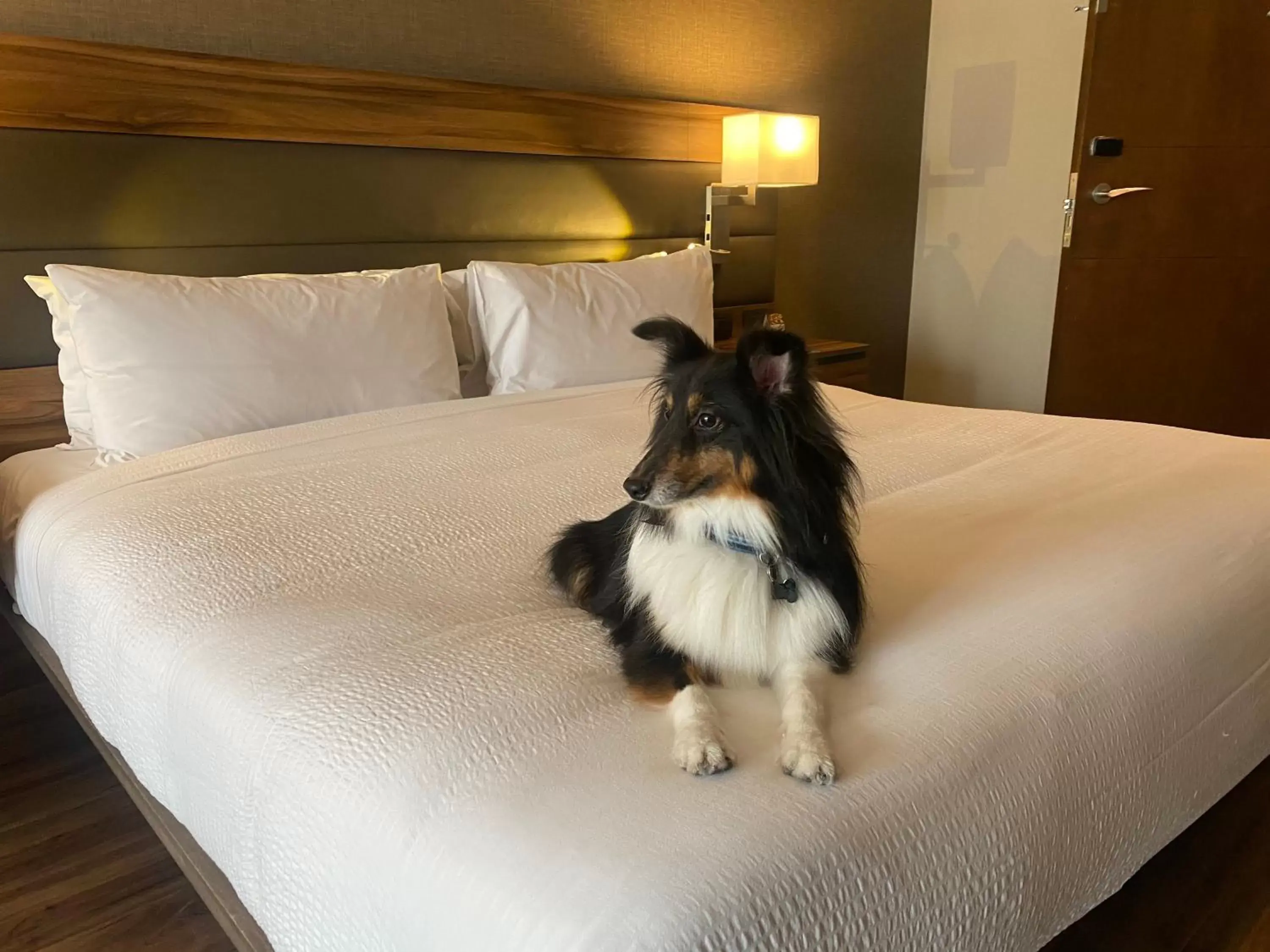 Pets, Bed in AC Hotel by Marriott Santa Fe