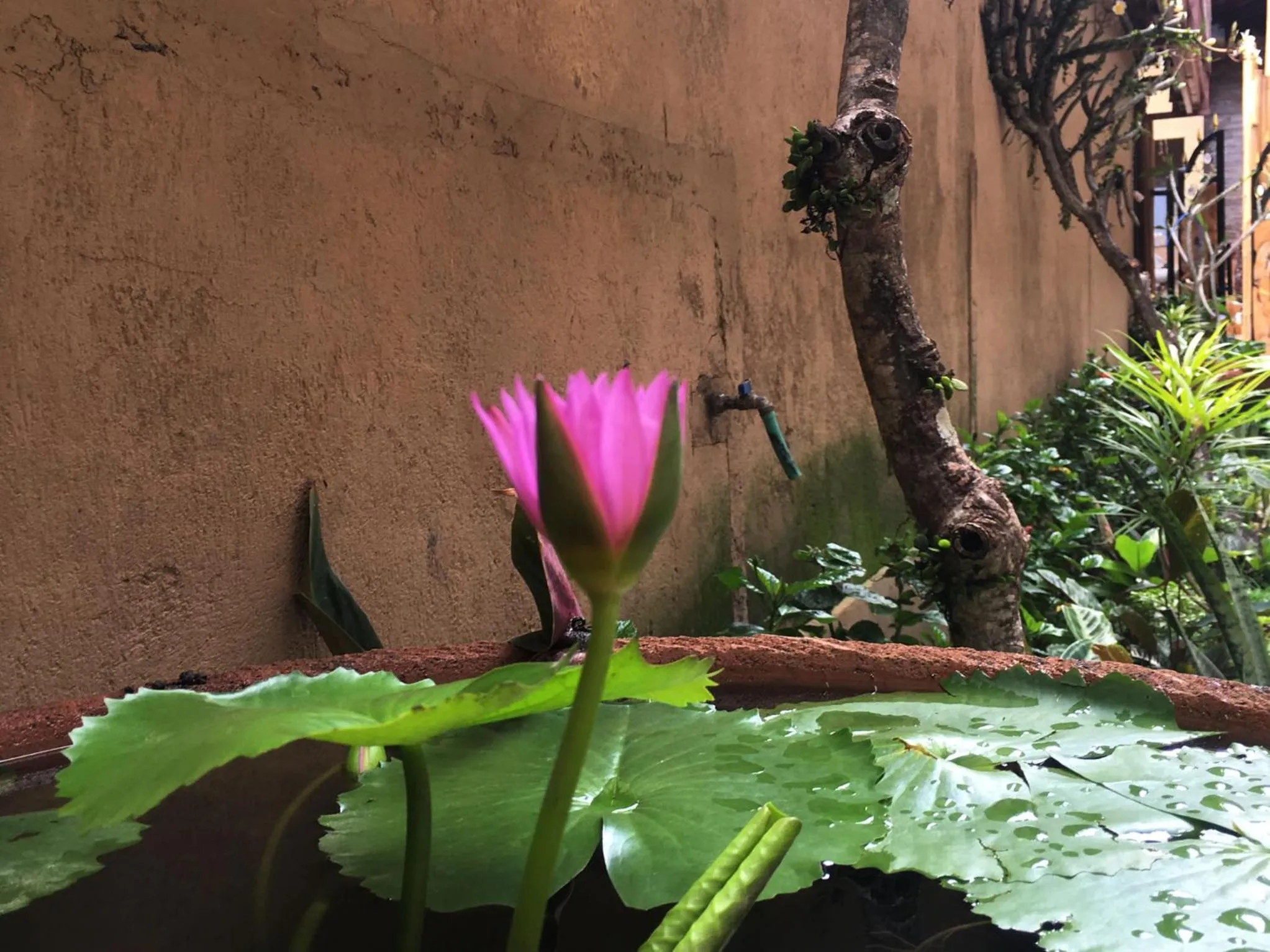 Garden in Bulan Bali Homestay