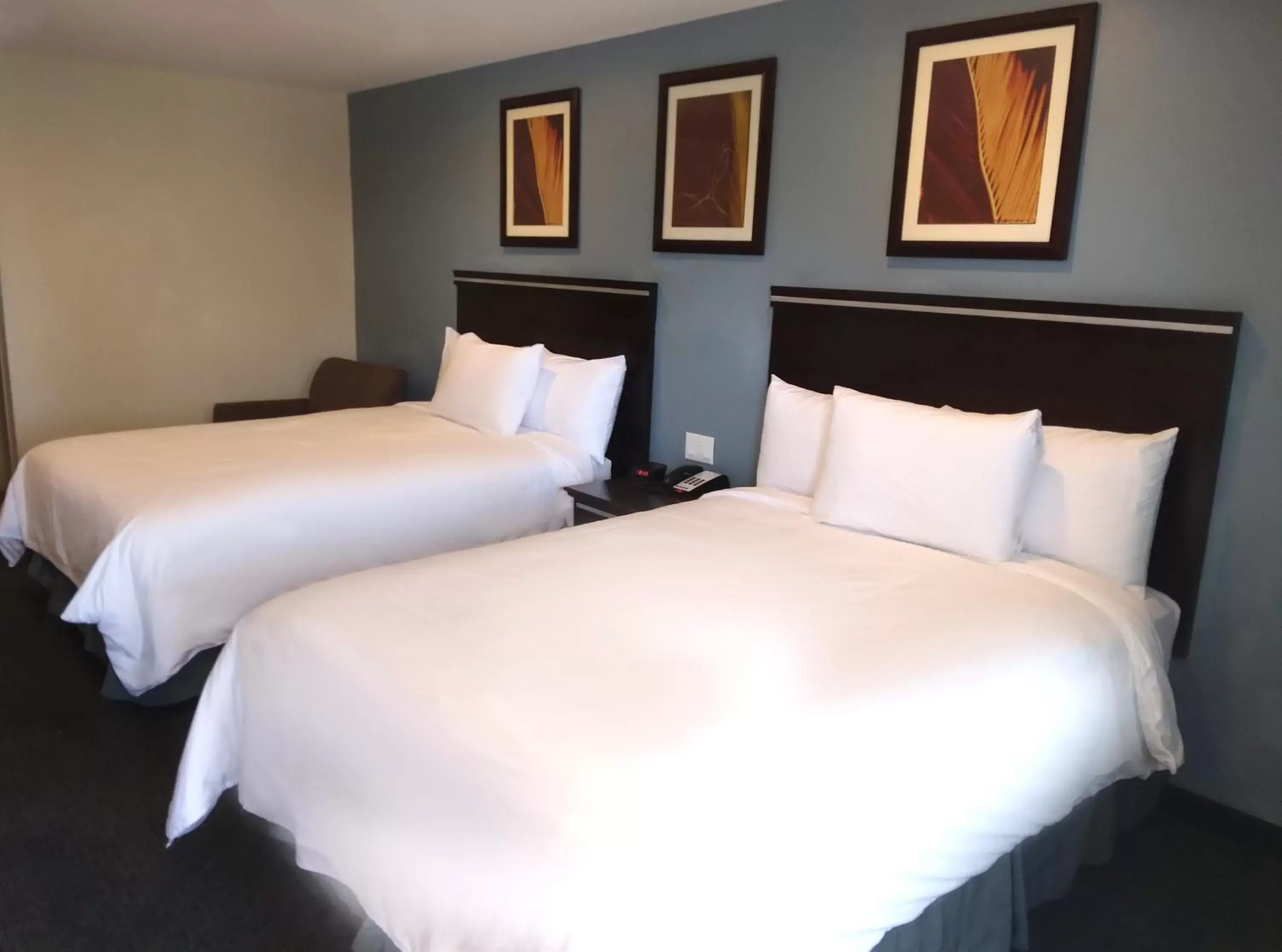Bed in SureStay Hotel by Best Western Chula Vista San Diego Bay