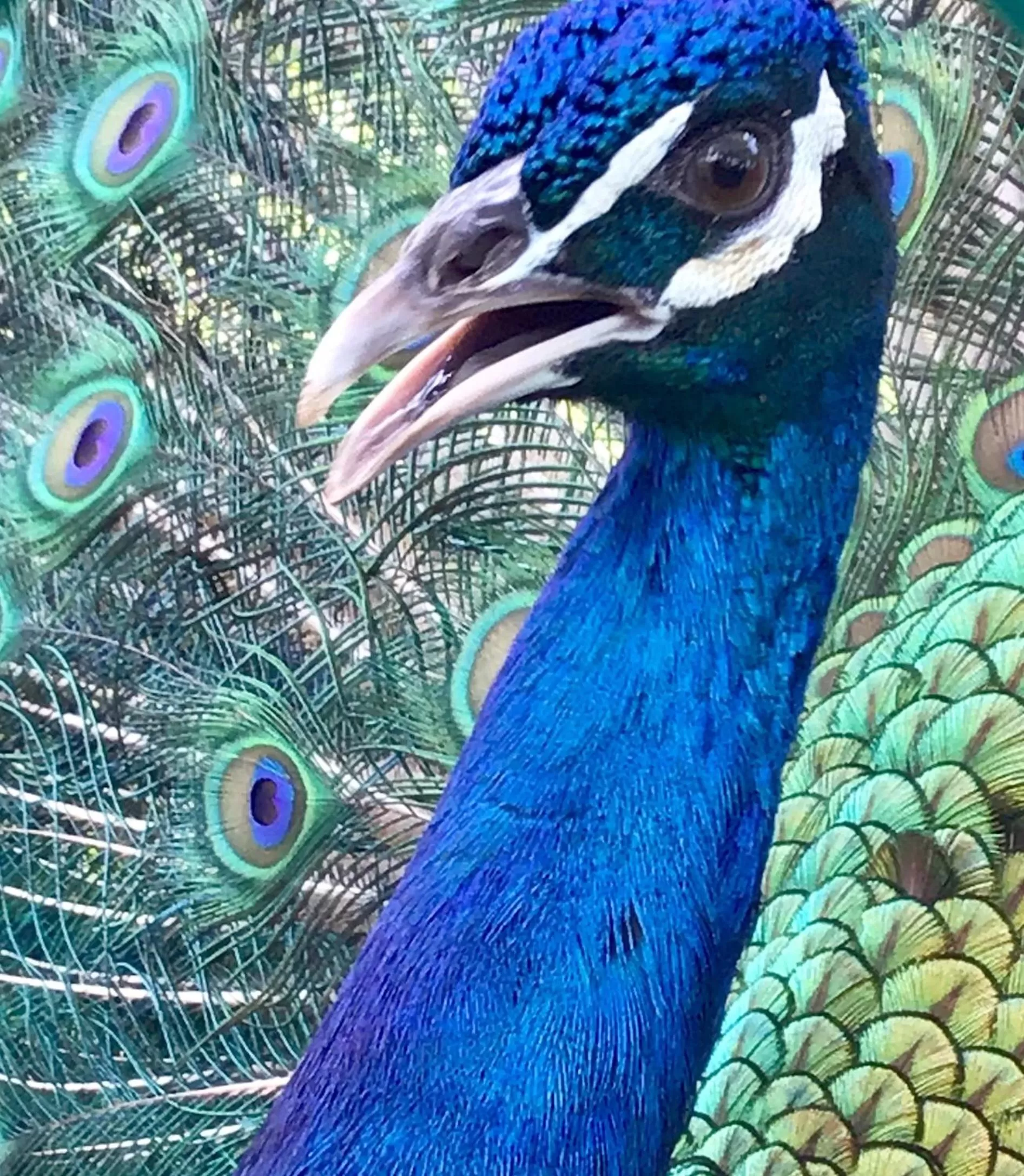 Animals in Hotel Maya Caribe Faranda Cancún