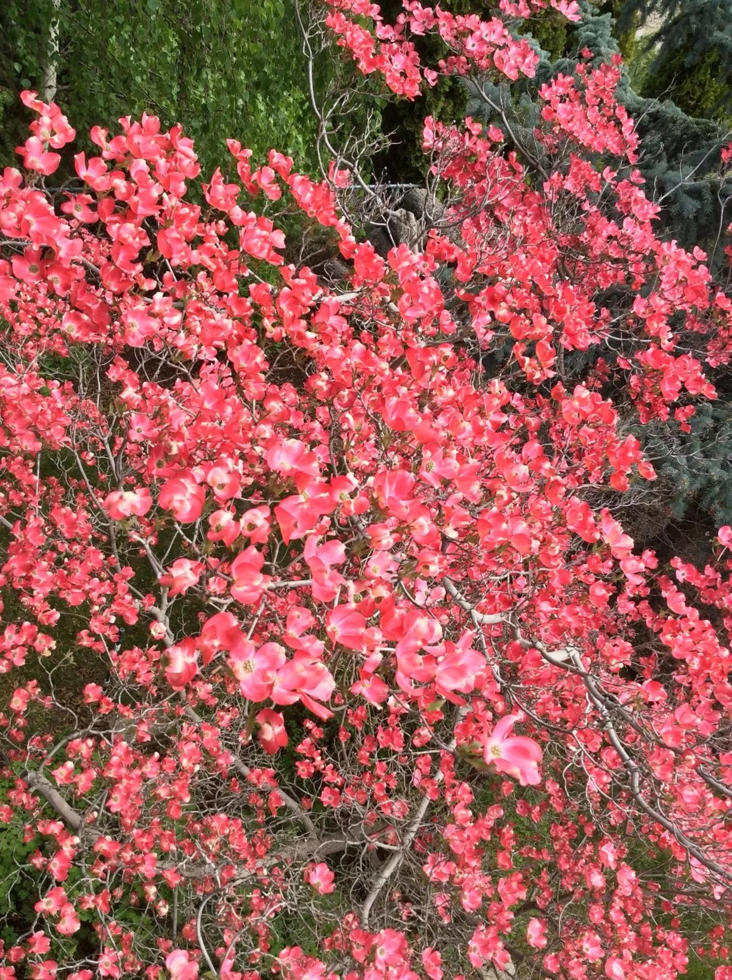 Garden in A View of the Lake B & B