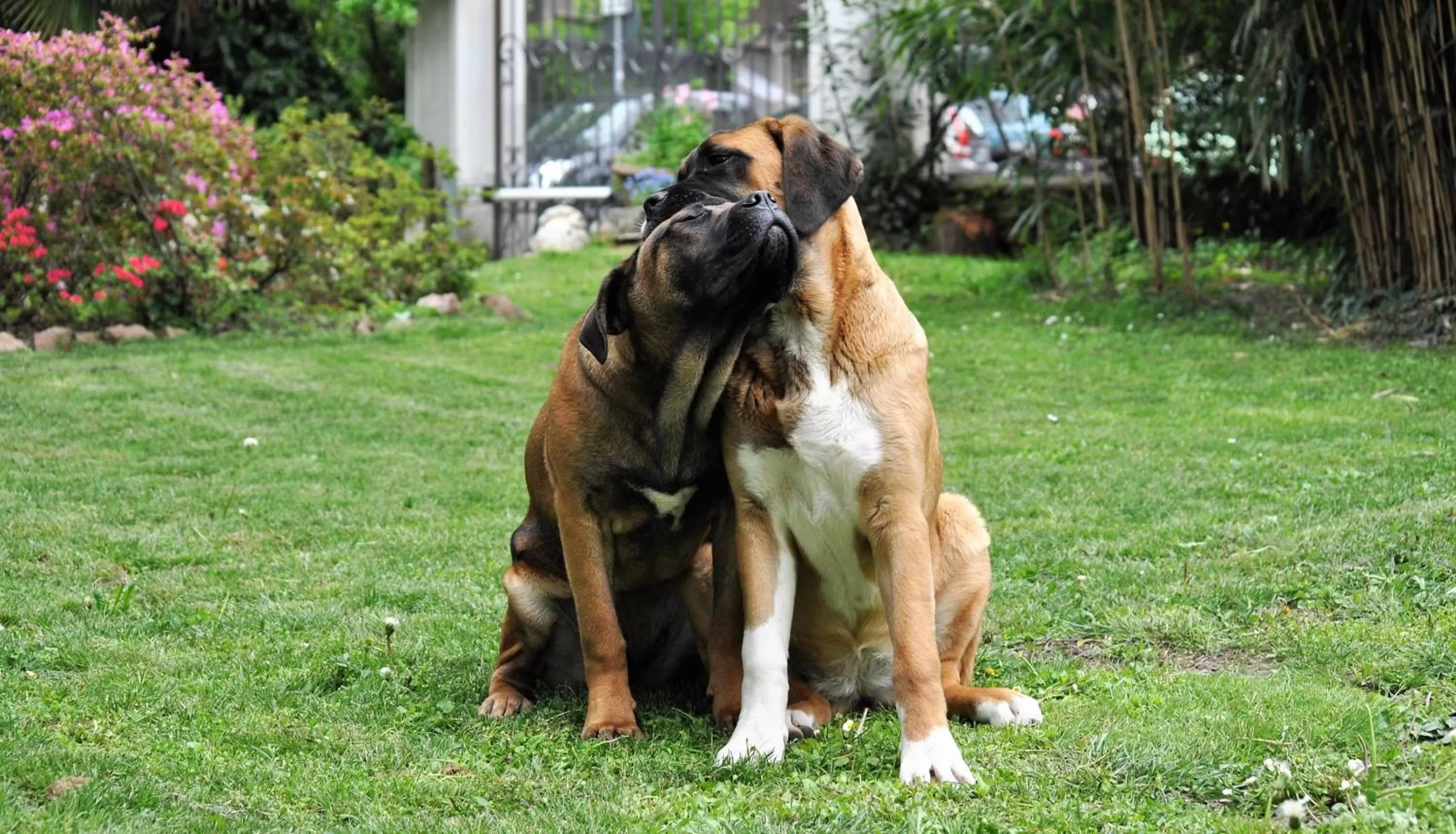 Day, Pets in Invilla B&B