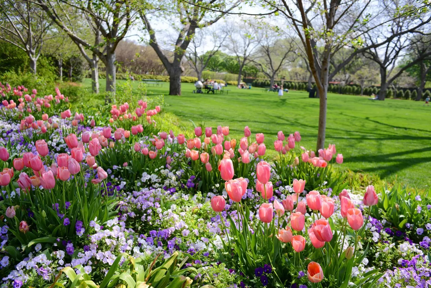 Courtyard by Marriott Dallas Richardson at Spring Valley