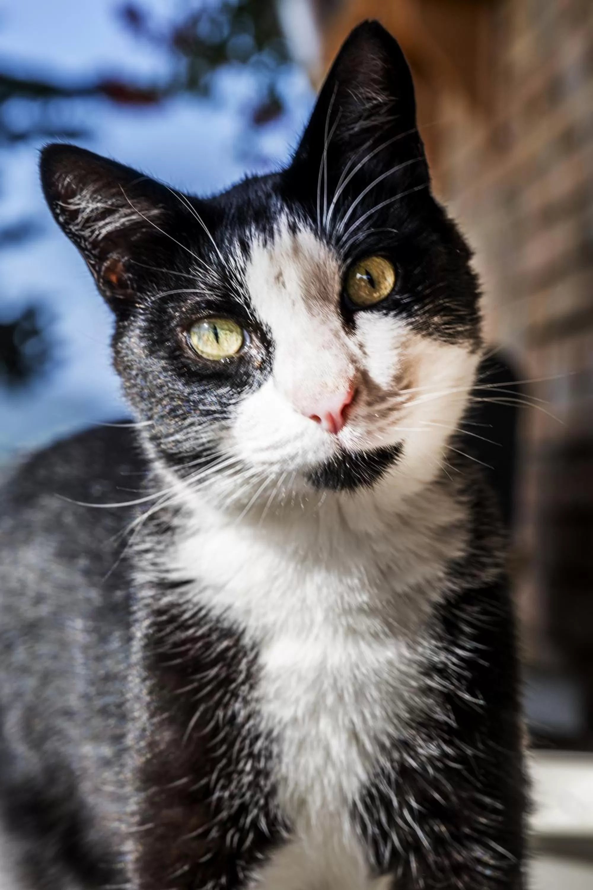 Animals in Casa Friano