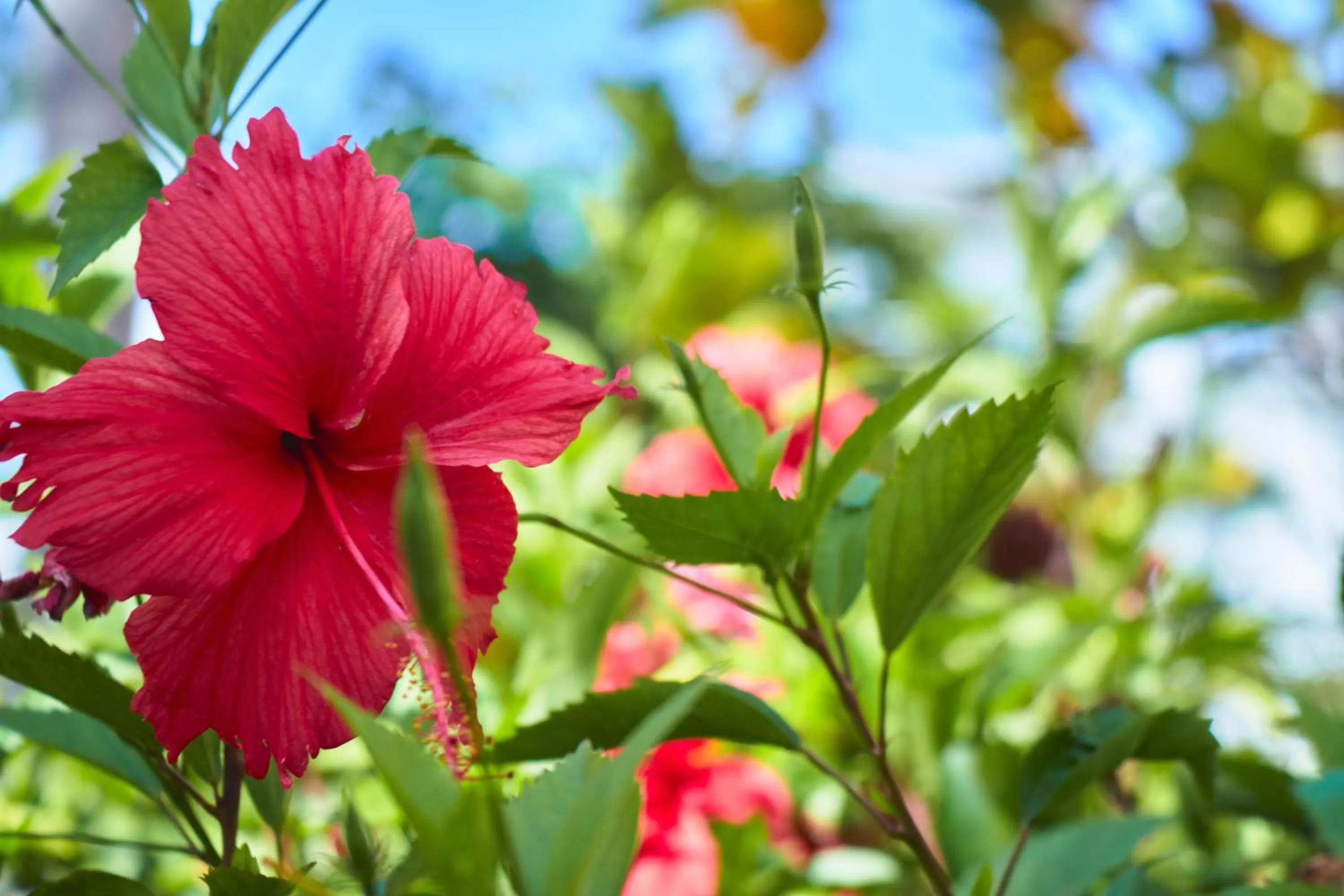 Natural landscape in Las Terrazas Condo Punta Cana Beach - Los Corales Village