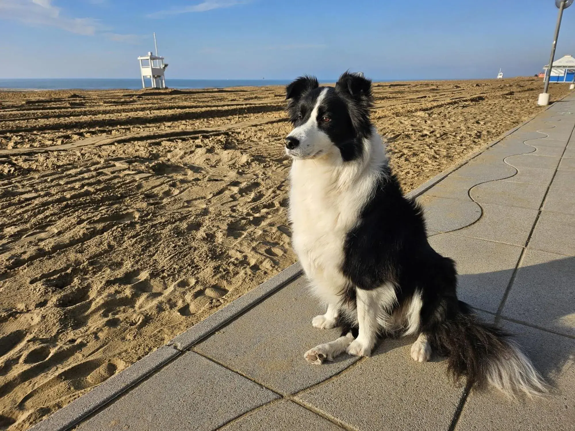 Natural landscape, Pets in Hotel Verdi