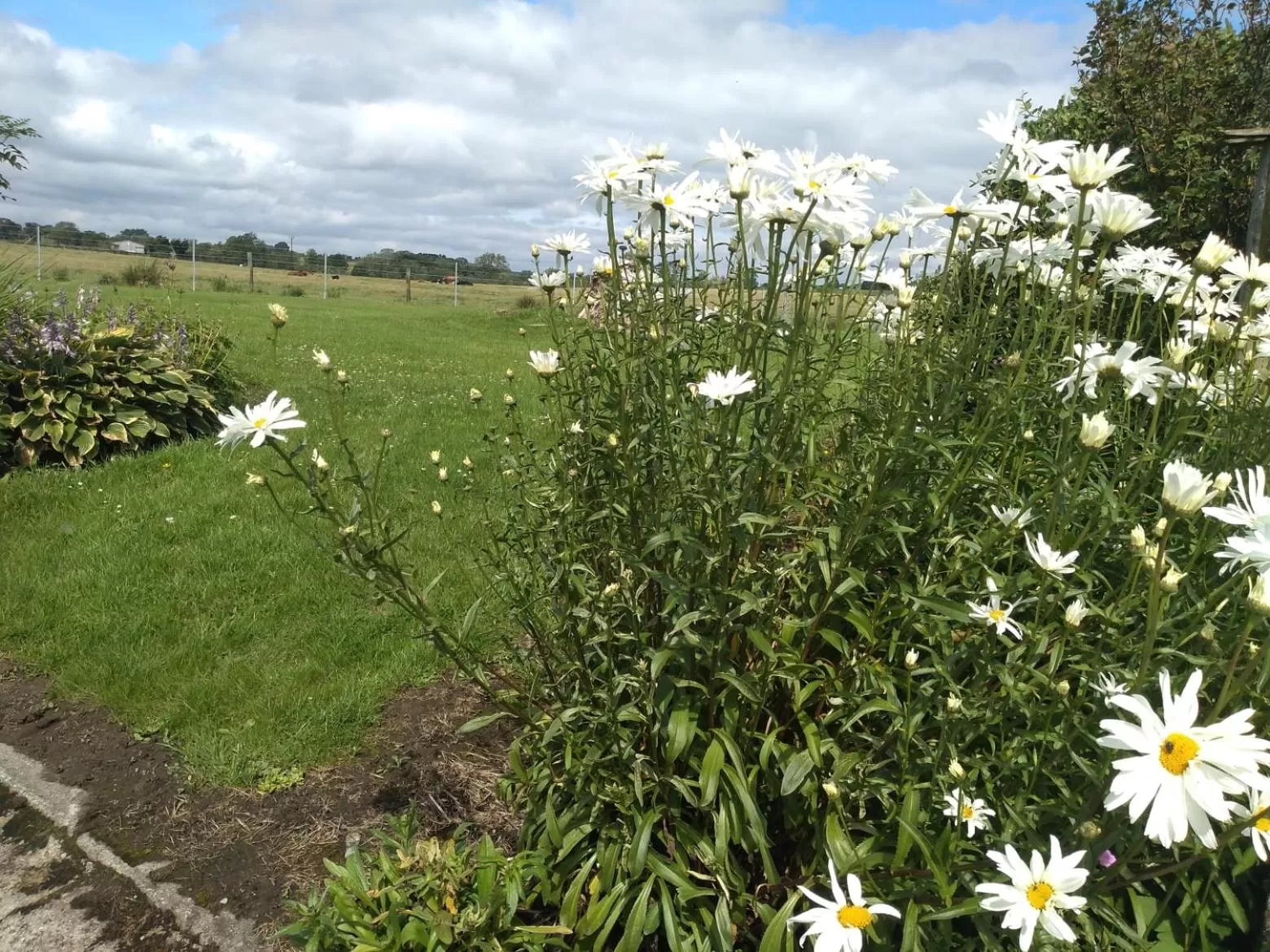 Garden view in The Crossings
