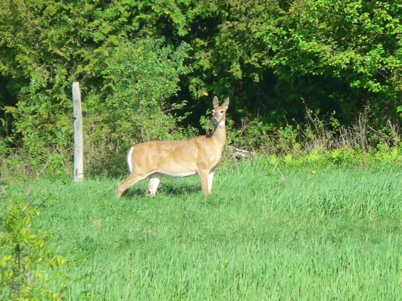 Natural landscape, Other Animals in Gite chez Gilles Lévesque