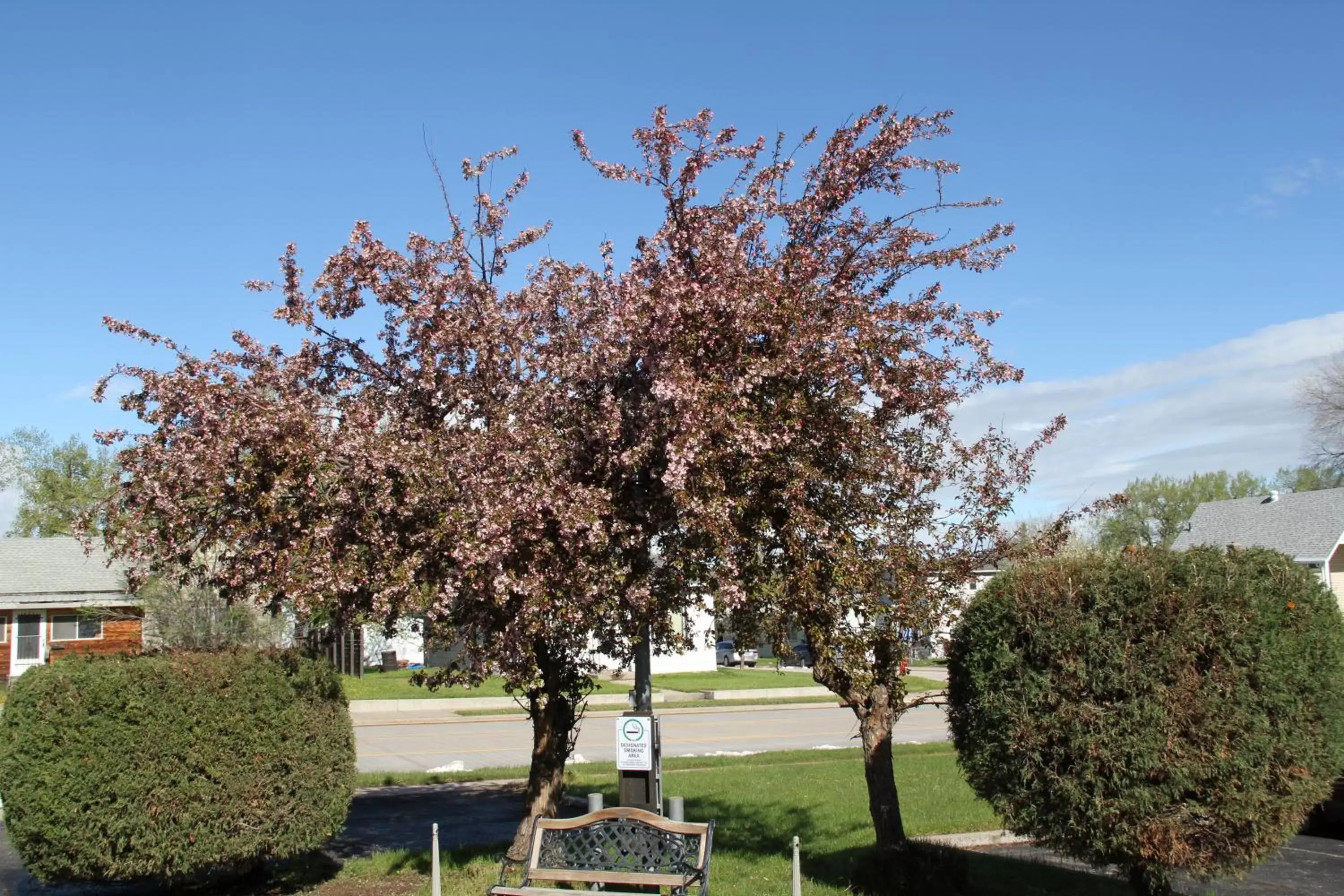 Garden in The Sturgis Motel