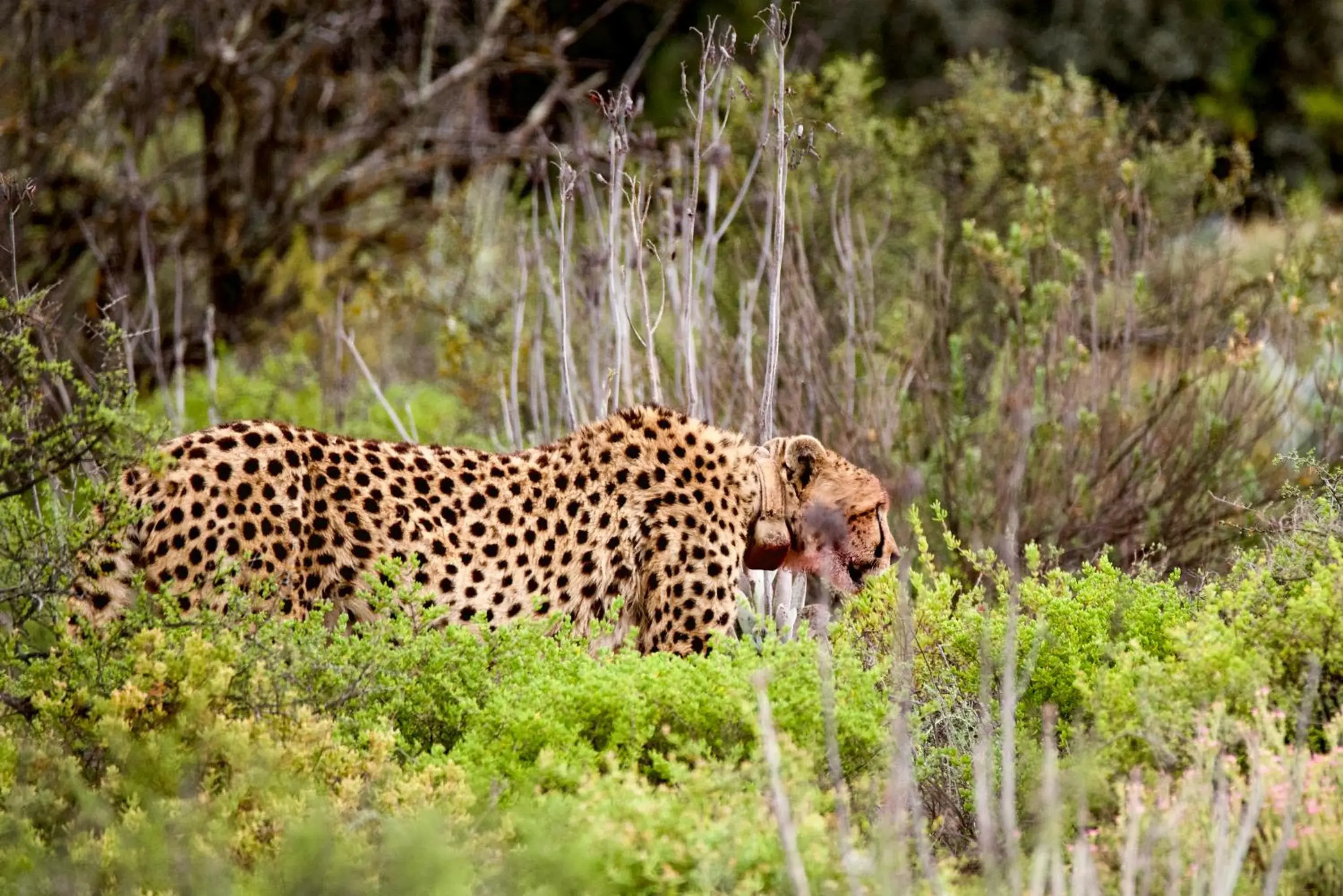 Activities, Other Animals in Buffelsdrift Game Lodge