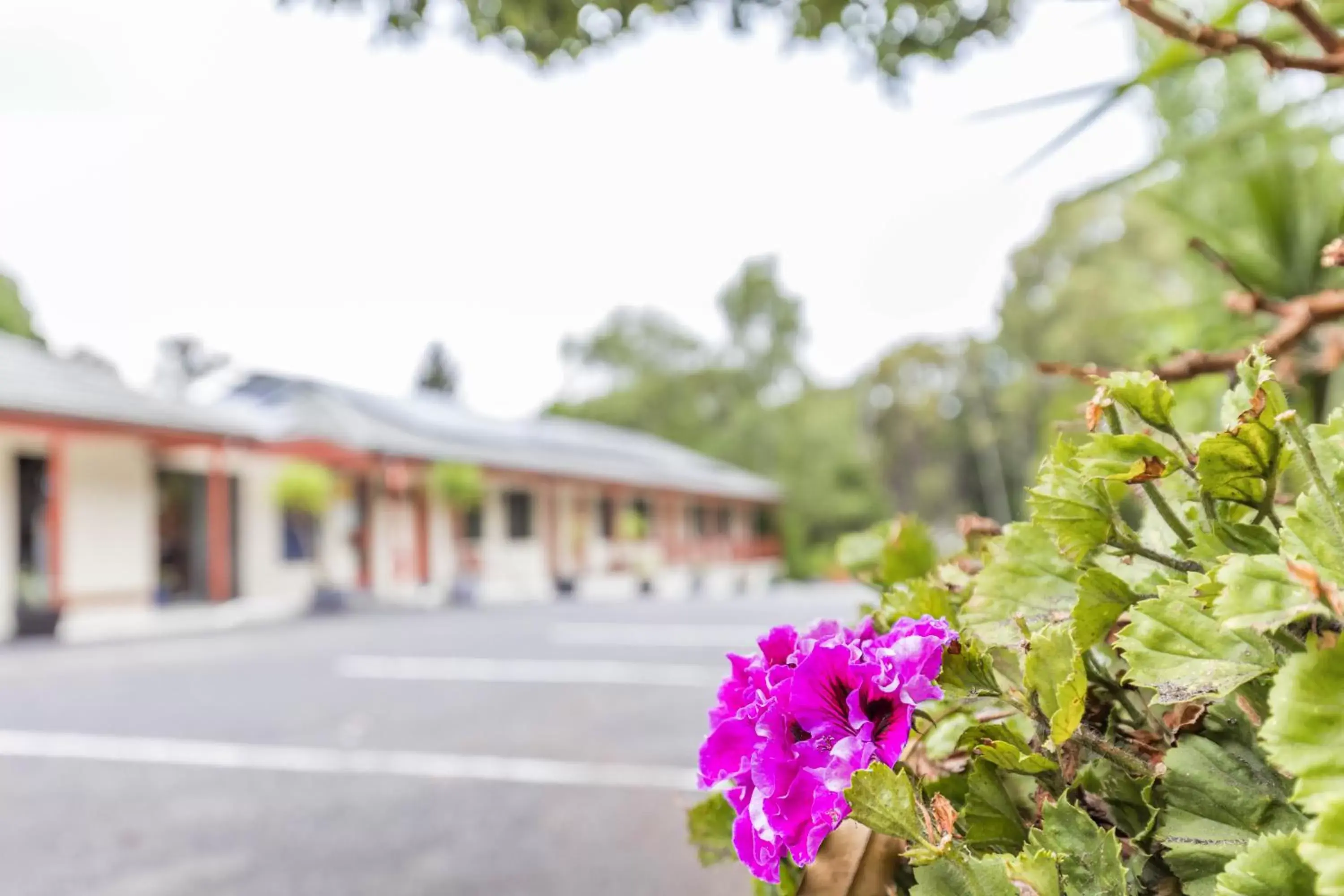 Property Building in Black Forest Motel