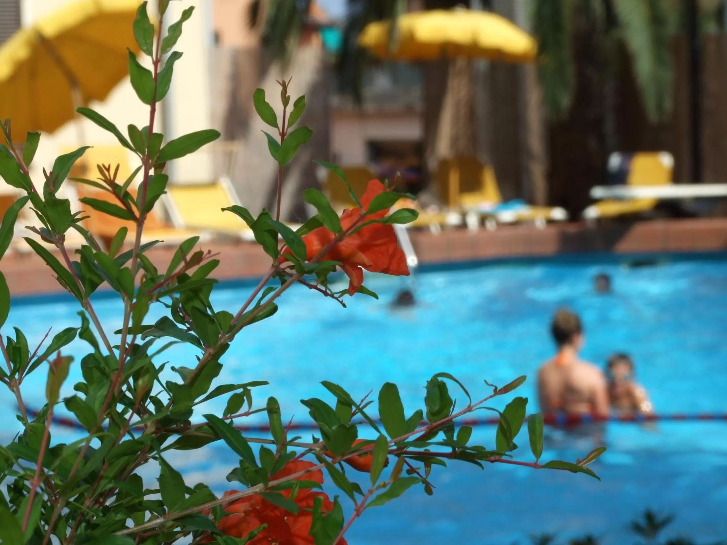 Swimming pool in Coccodrillo Hotel & Apartments