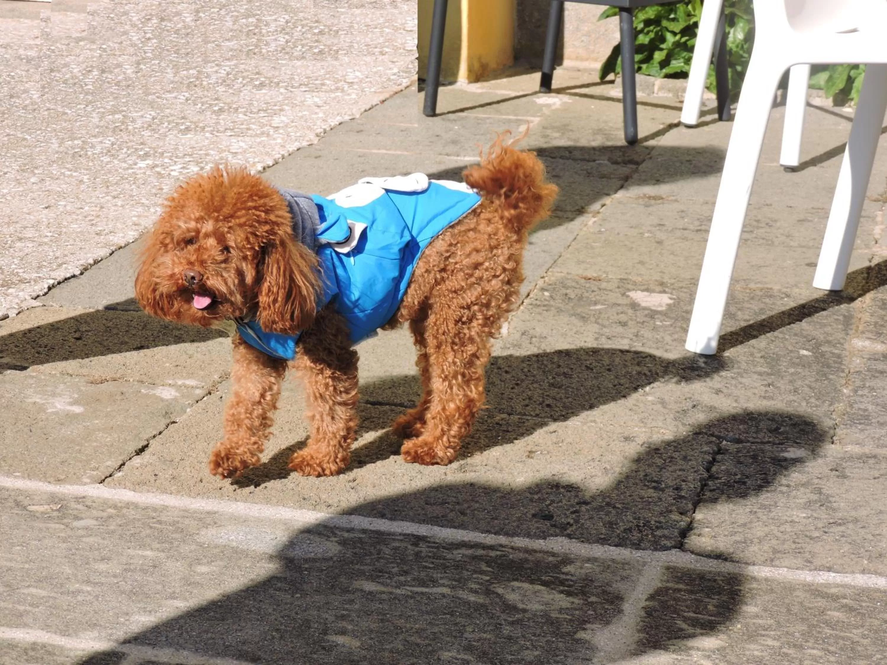 Patio, Pets in Casale Fedele Family Village Vicino al Borgo