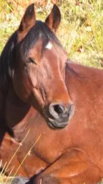 Other Animals in Le Gîte Ambrelane