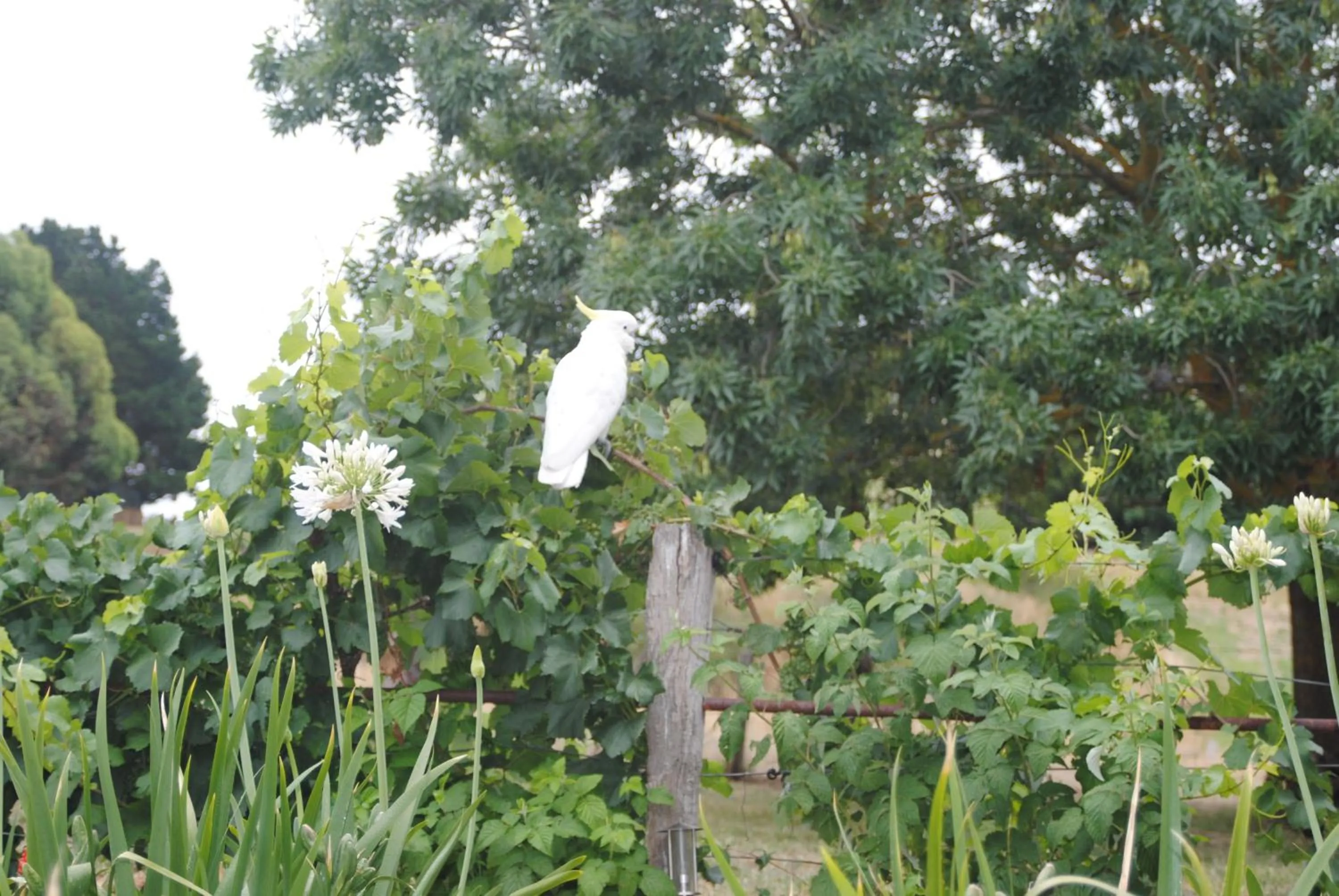 Animals in Amble at Hahndorf