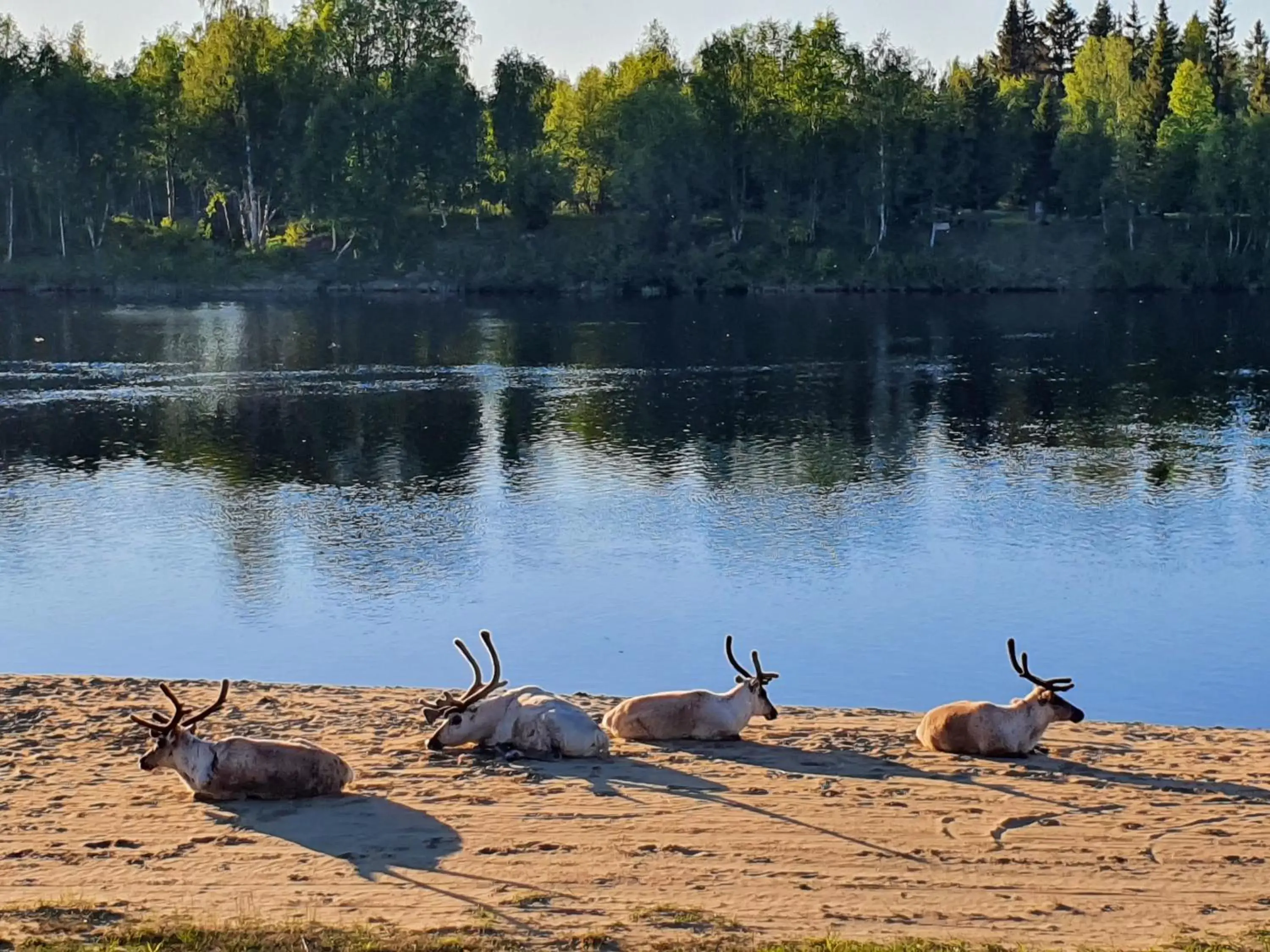 Natural landscape, Other Animals in Kultahippu Hotel & Apartments