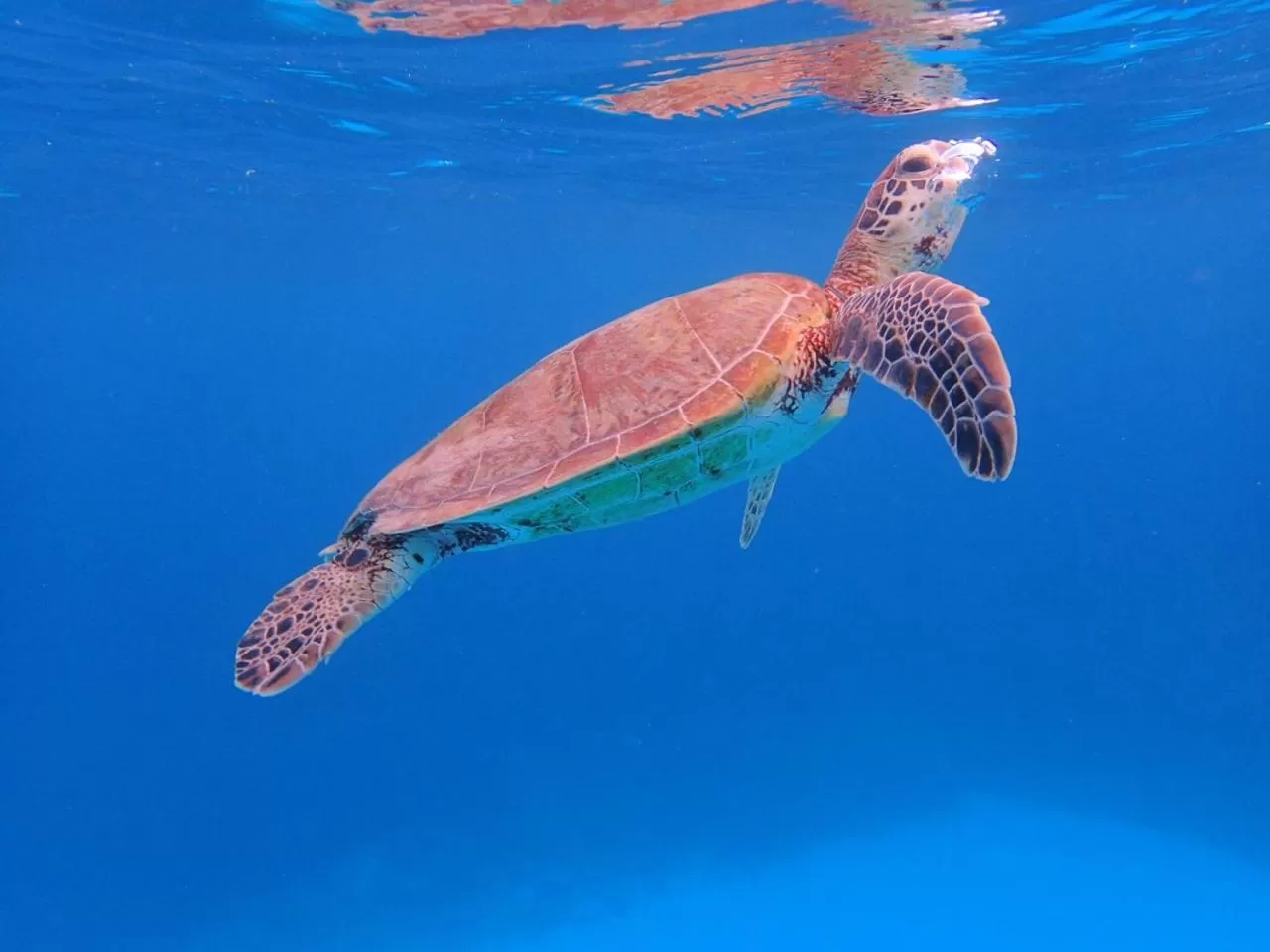 Animals in Torquay Terrace Bed & Breakfast