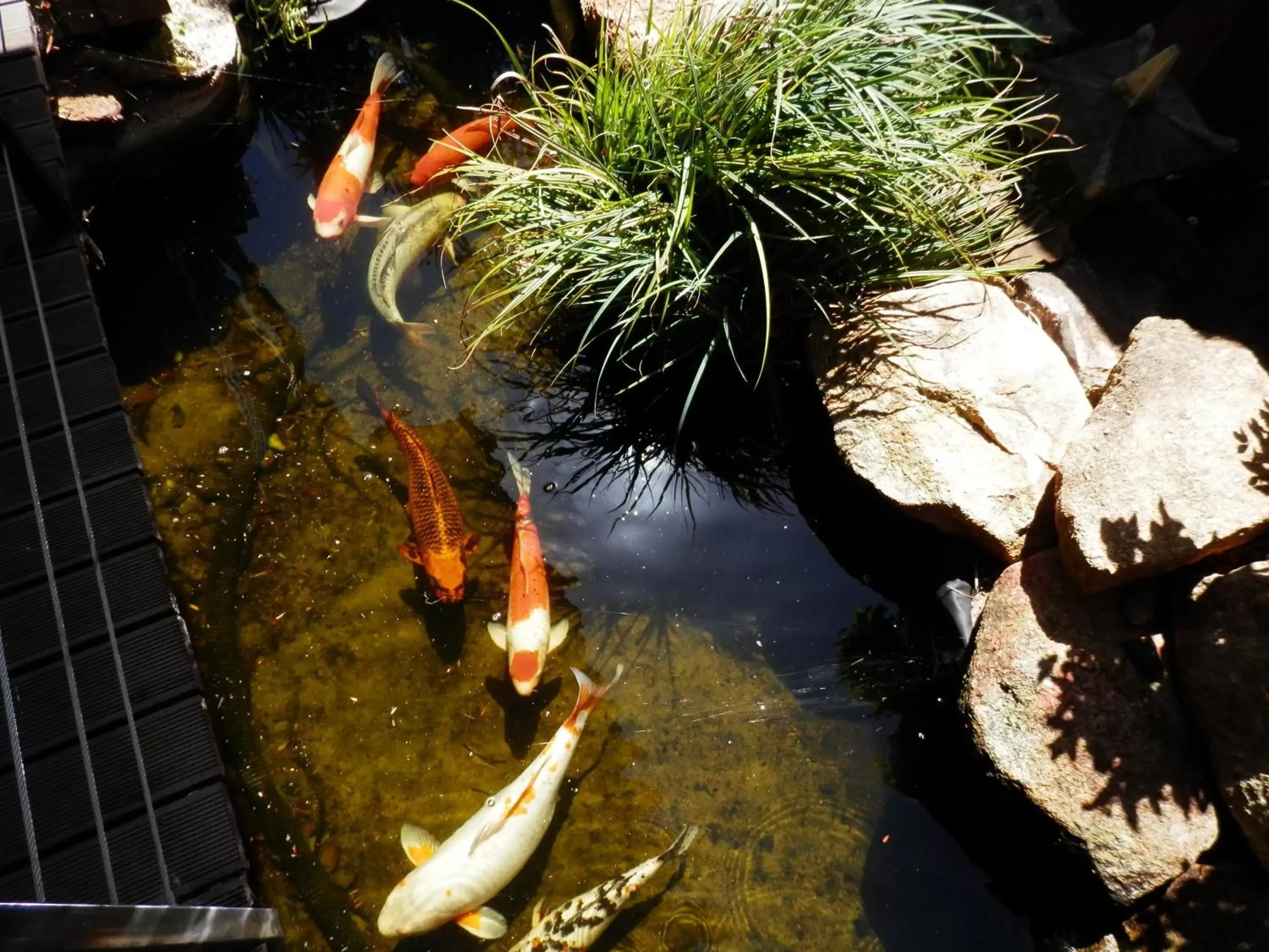 Garden, Other Animals in The Hideaway Luxury B&B Retreat