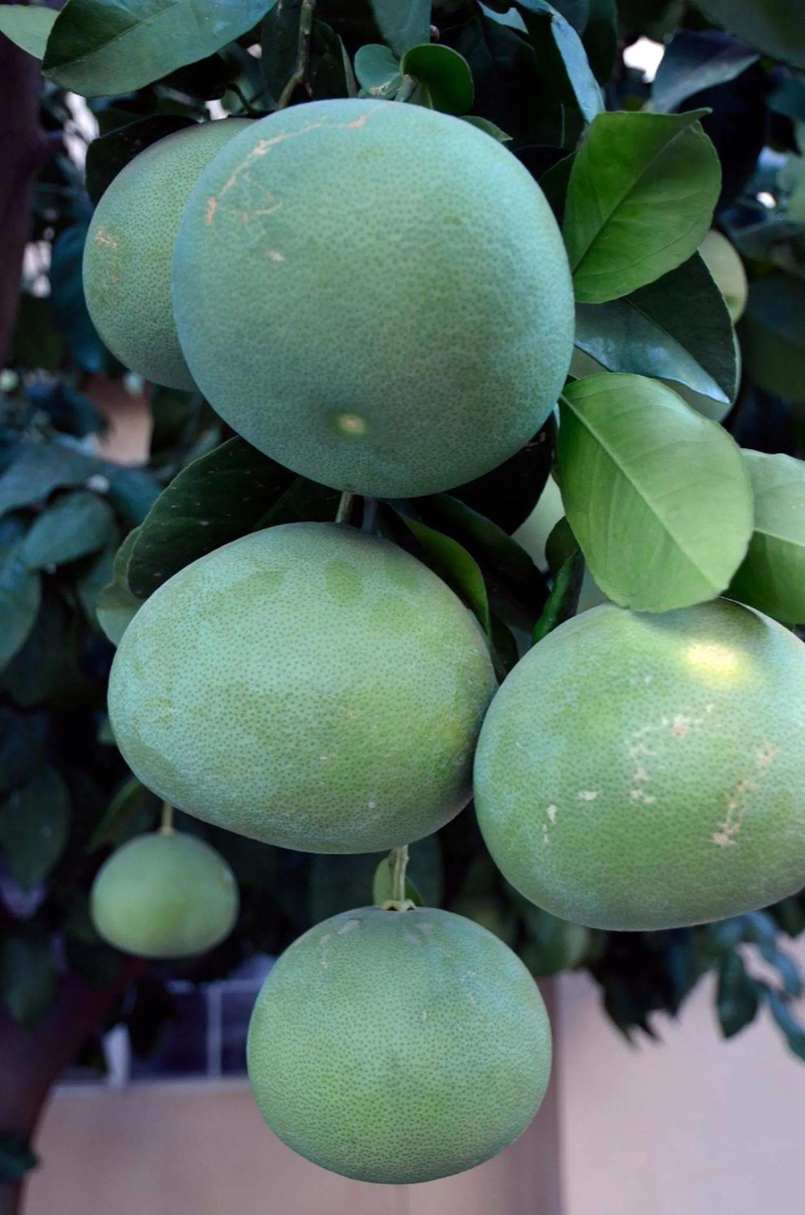 Other in Garden Inn and Suites Fresno