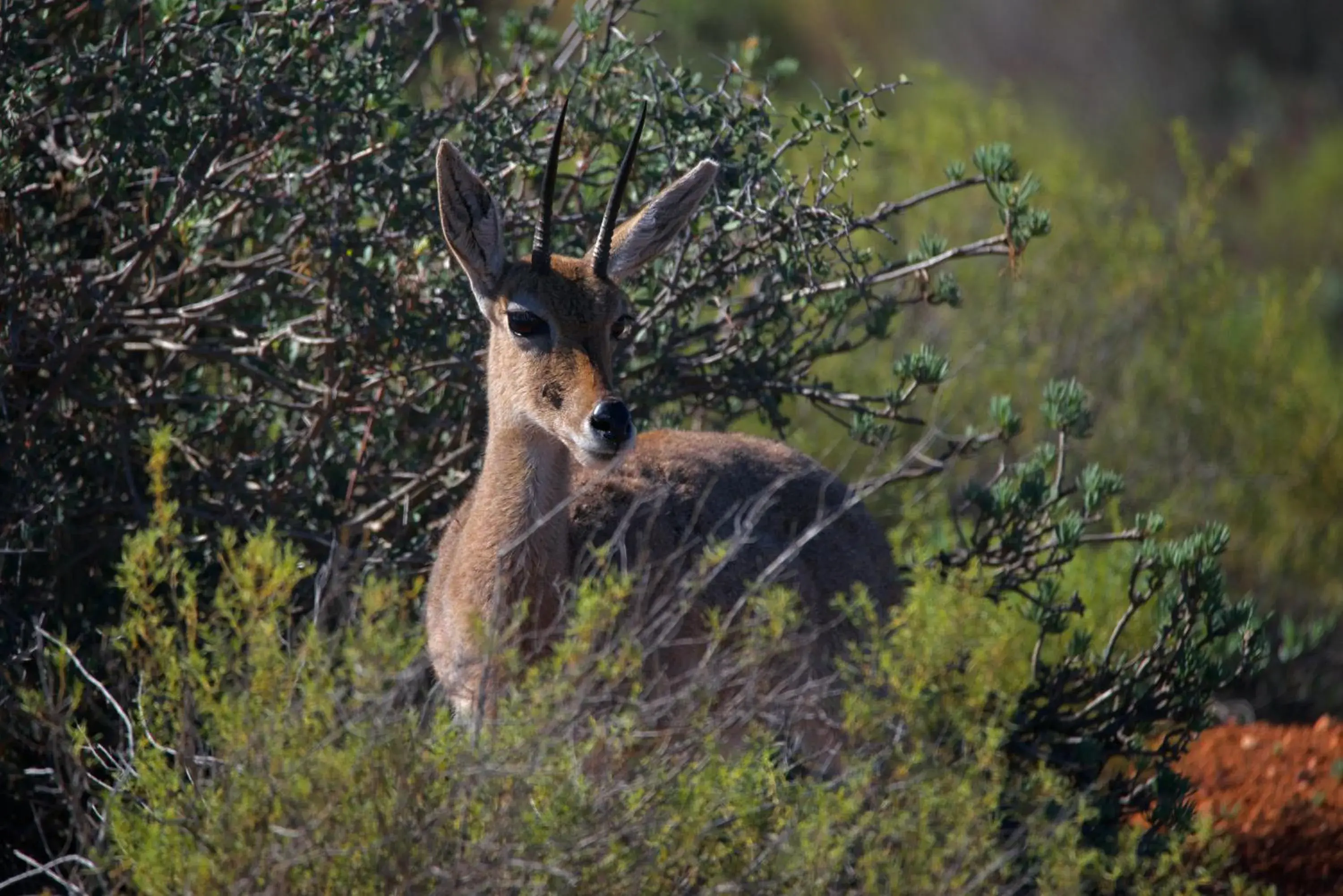 Animals, Other Animals in Buffelsdrift Game Lodge