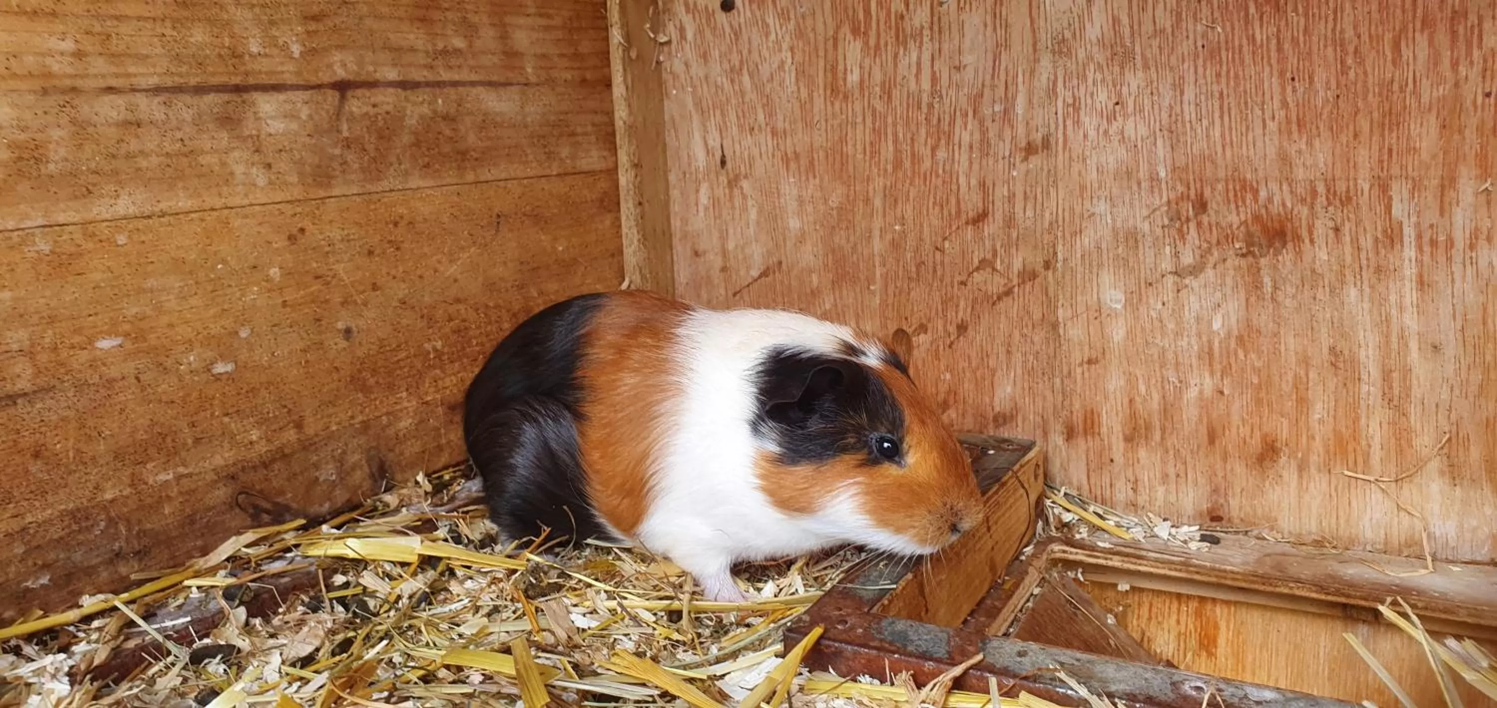 Animals in Hotel Lugsteinhof