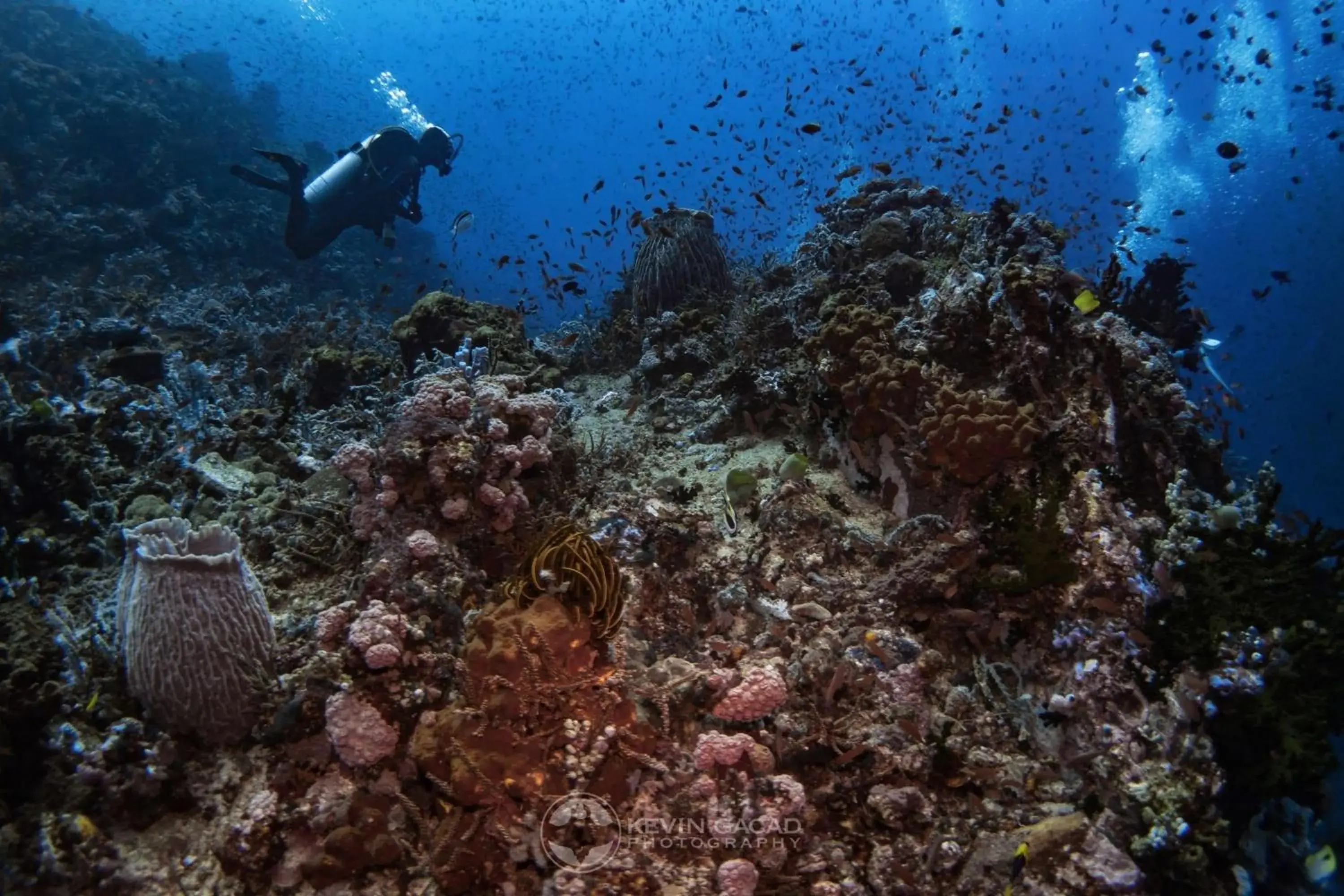 Diving, Other Animals in Badladz Beach and Dive Resort