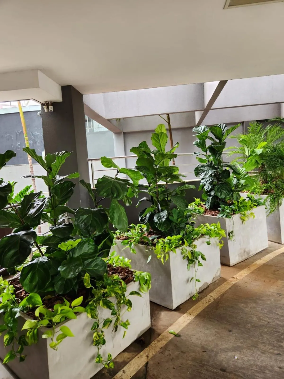 Garden in San Diego Express Barro Preto