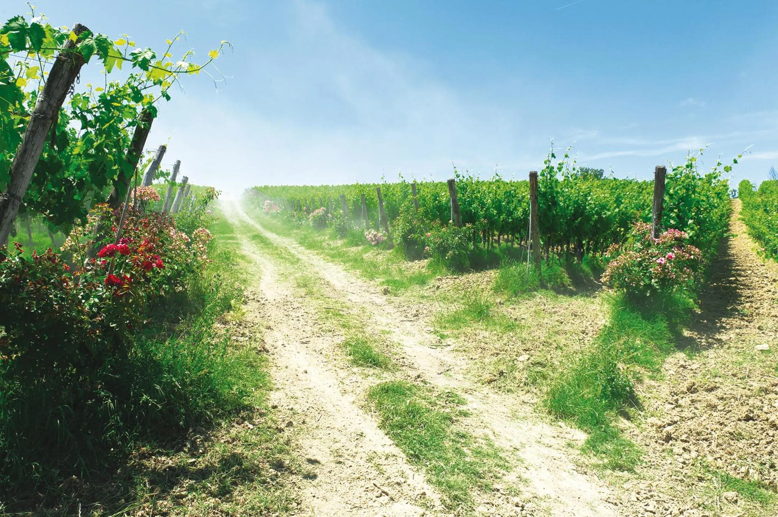 Area and facilities in Roccafiore Wine Resort & Spa