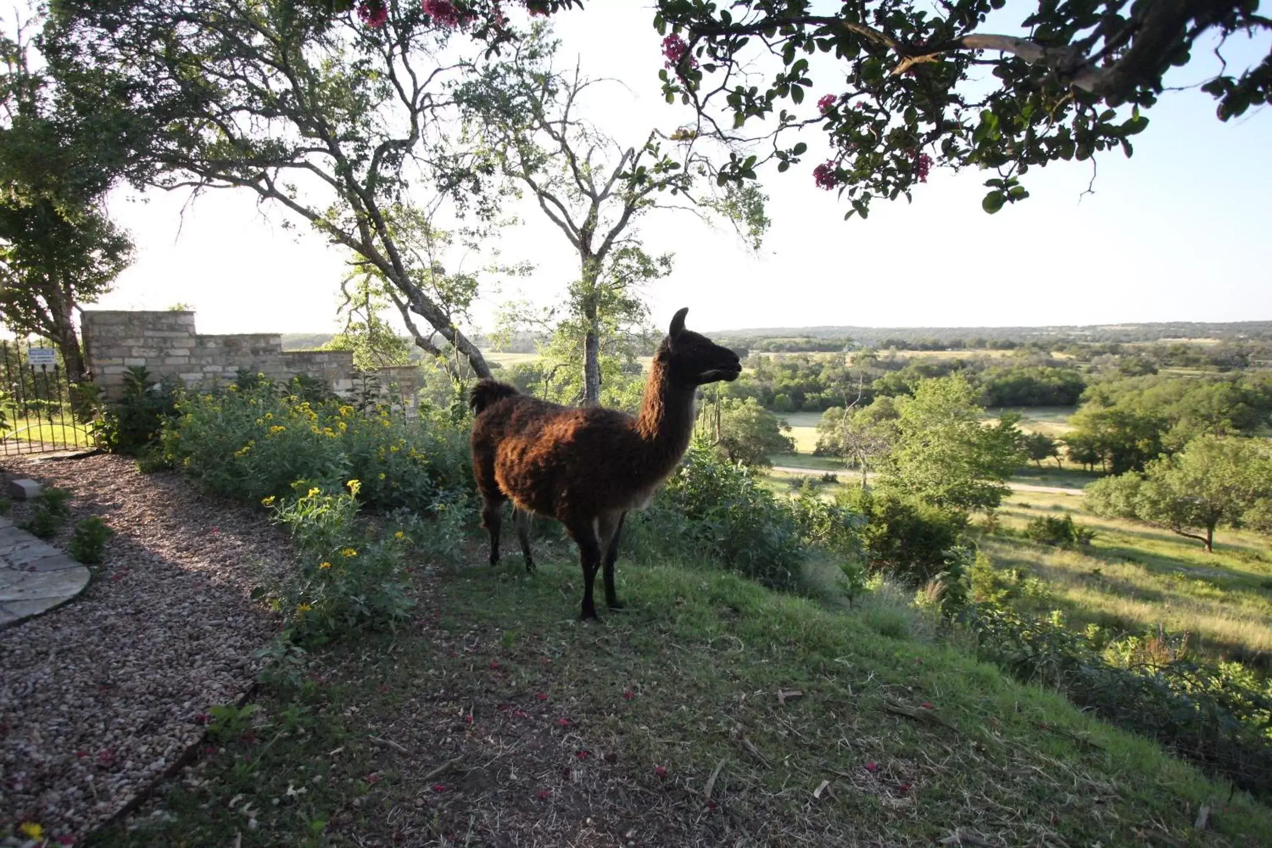 Natural landscape, Other Animals in A Barn At The Quarry