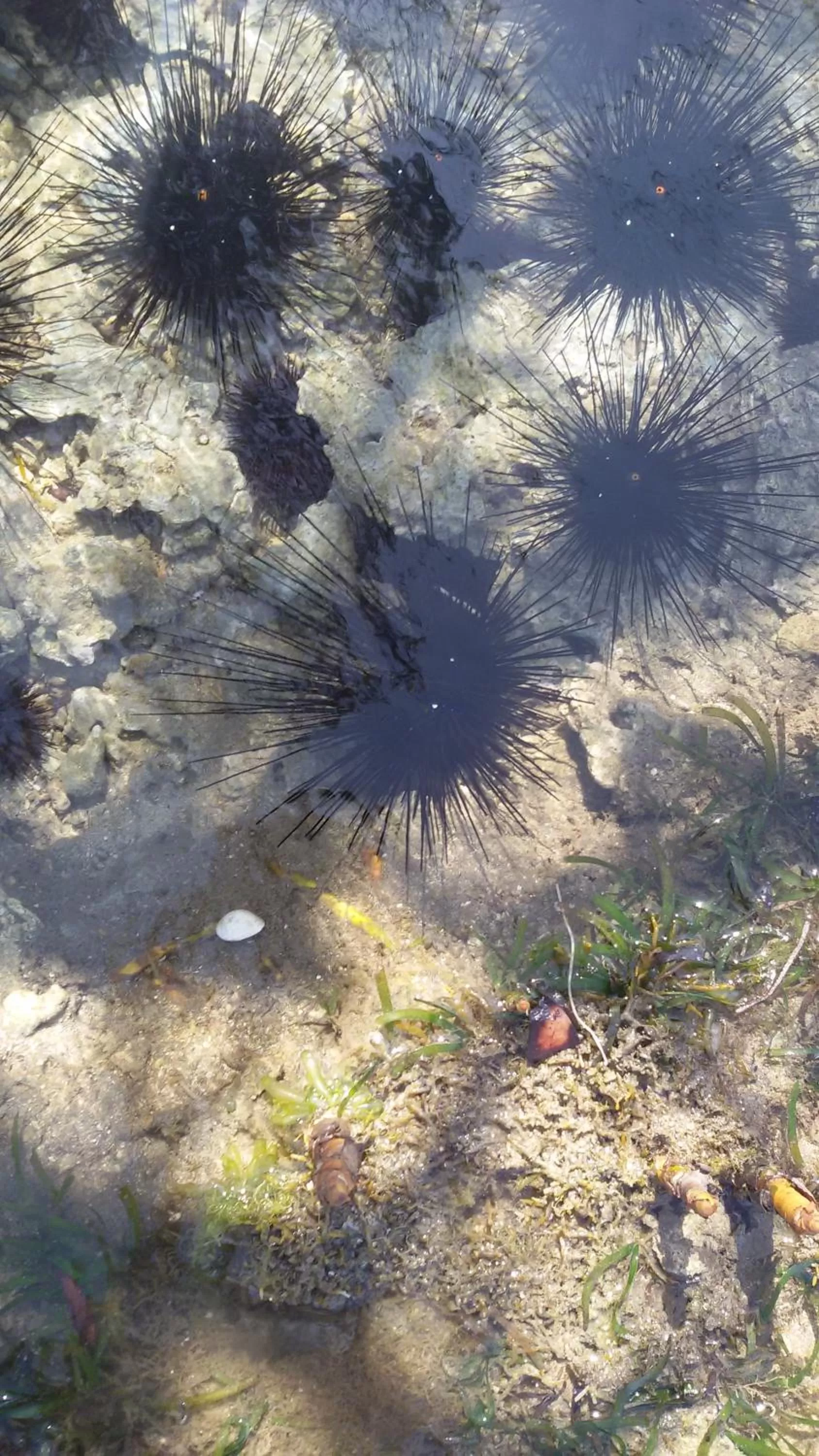 Beach in Bahari Pori Resort