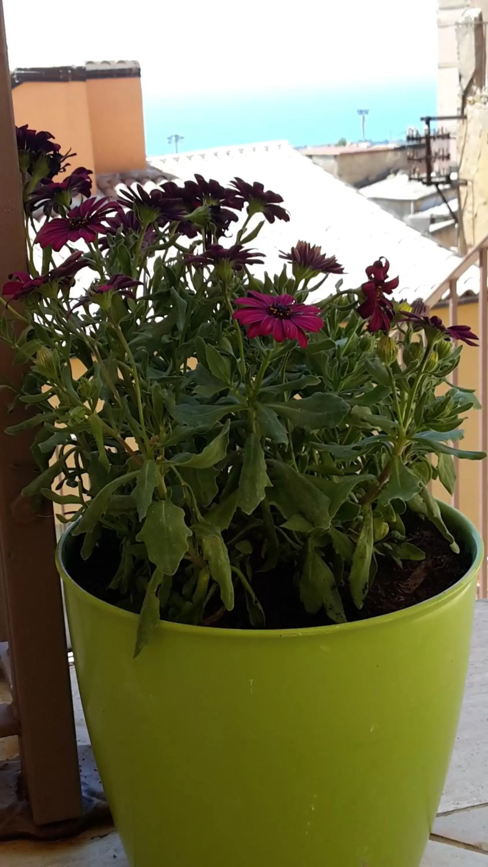 Balcony/Terrace in Sogni D'Oro